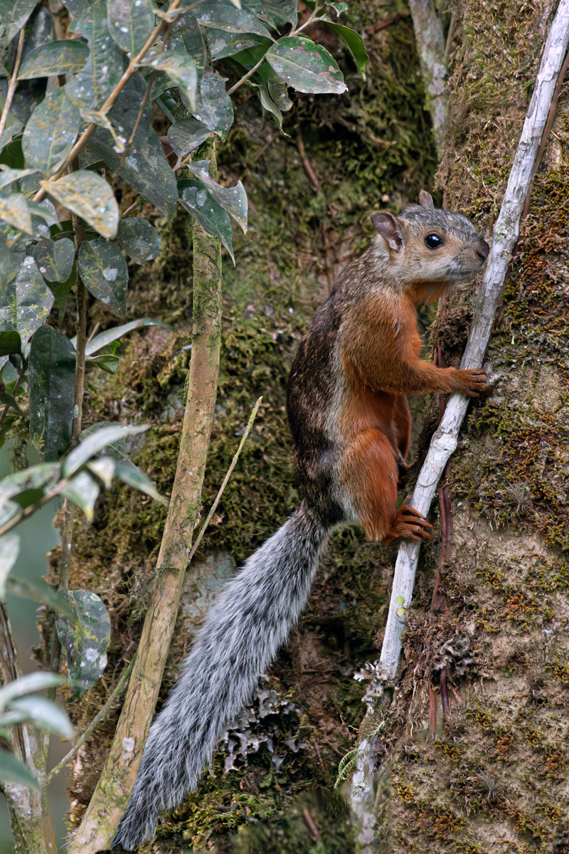 Scoiattolo variegato