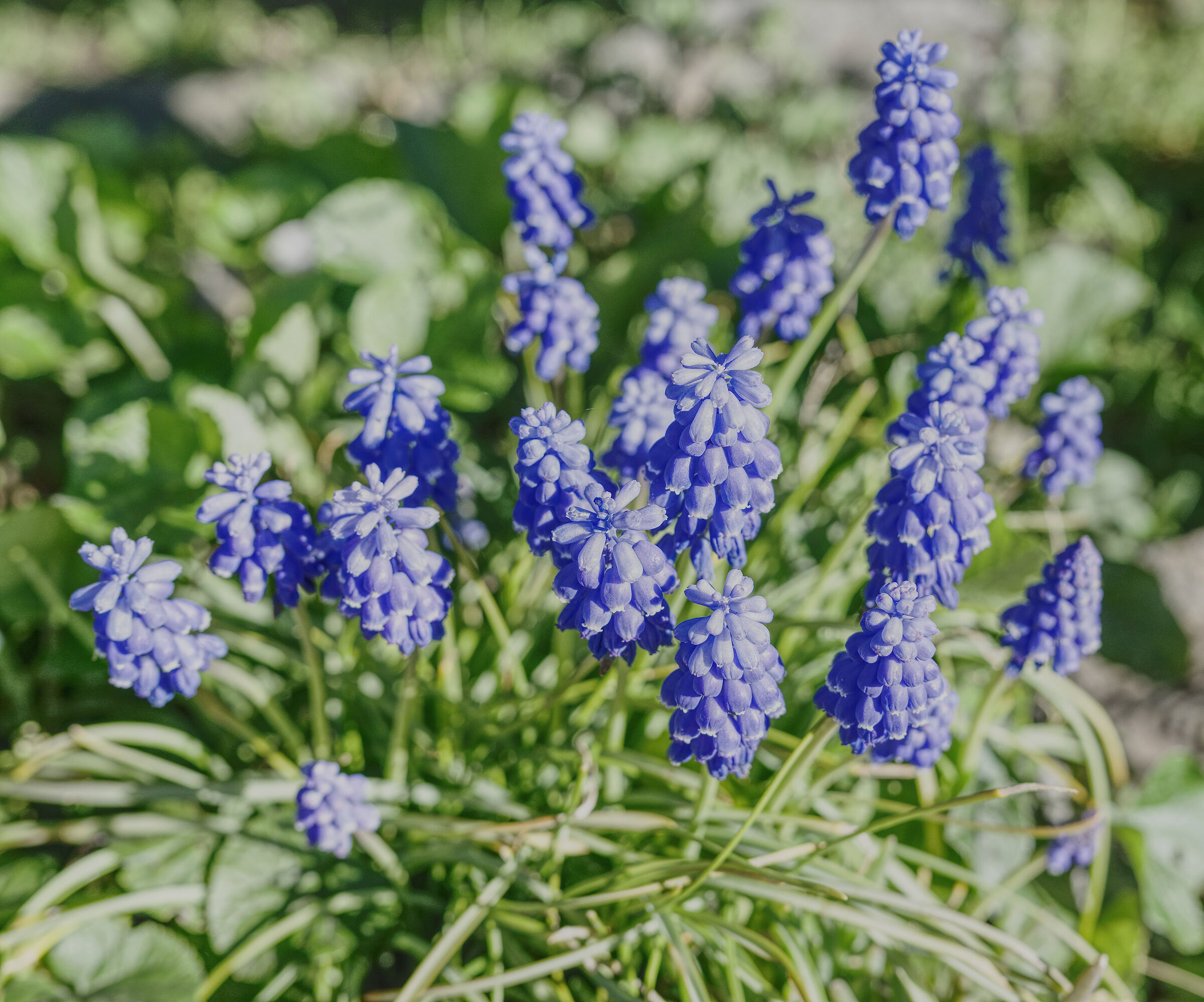 muscari armeniacum H.J.Veitch