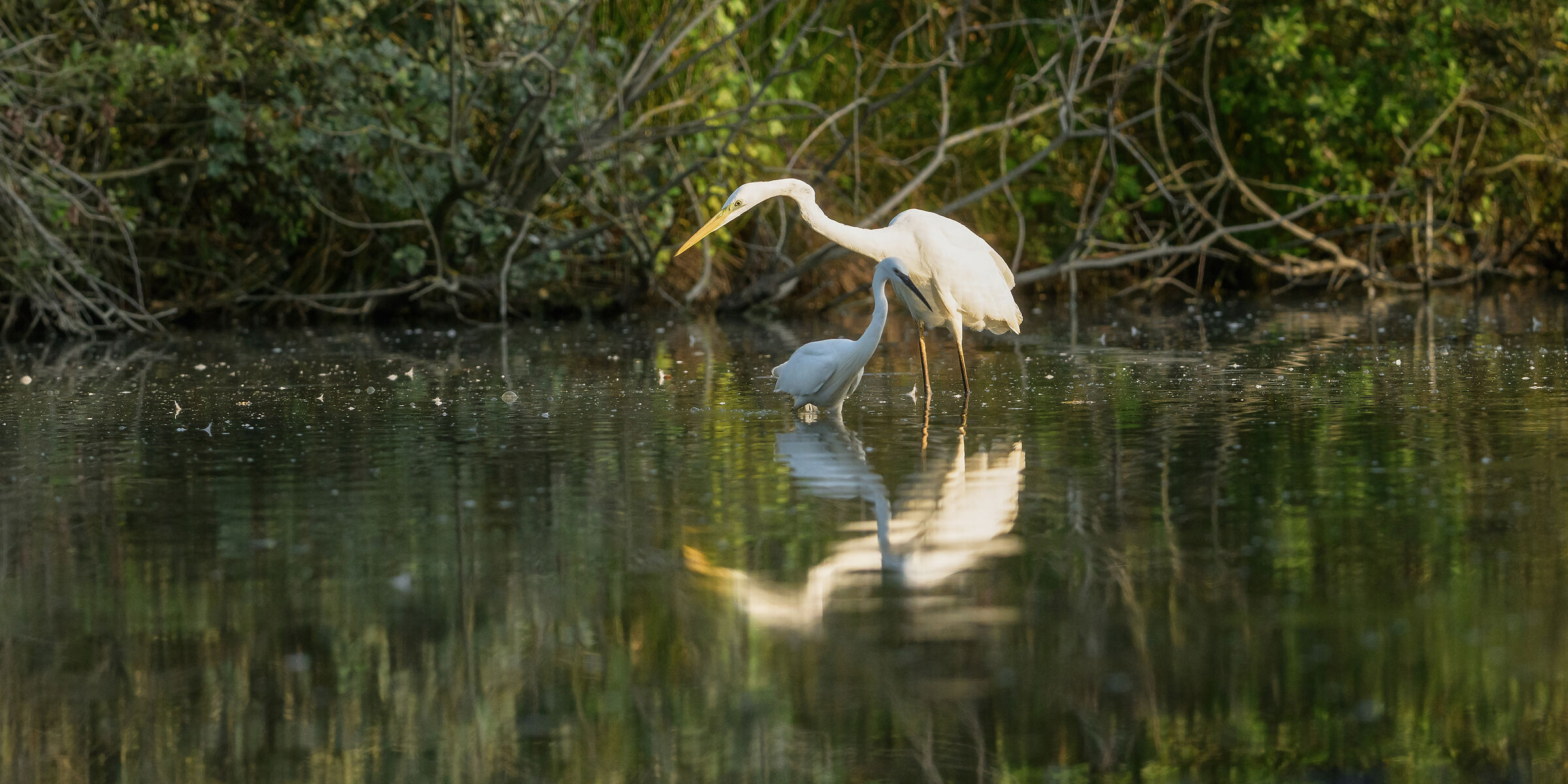 Great Egret and Little Egret