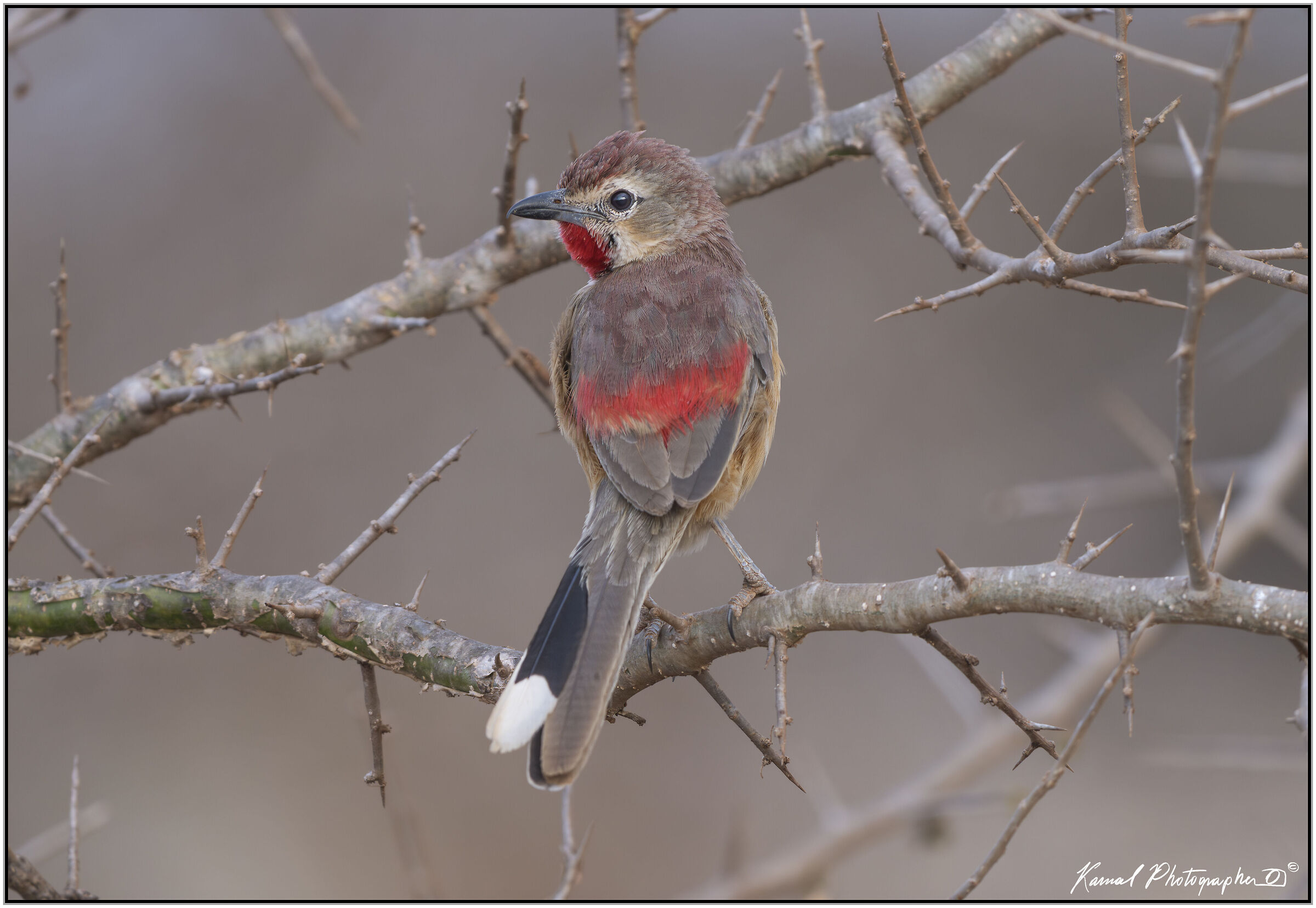 Bushy shrike with pink spots (Rhodophoneus cr