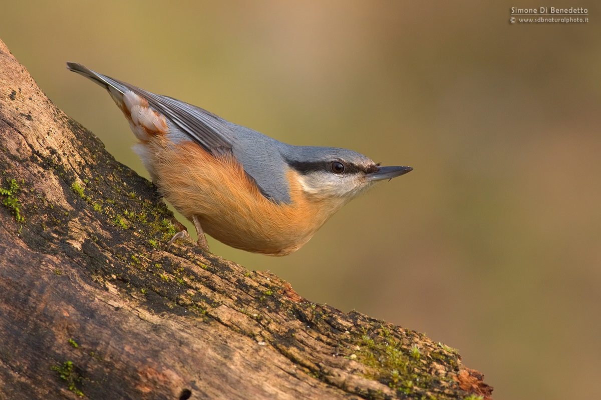 Nuthatch