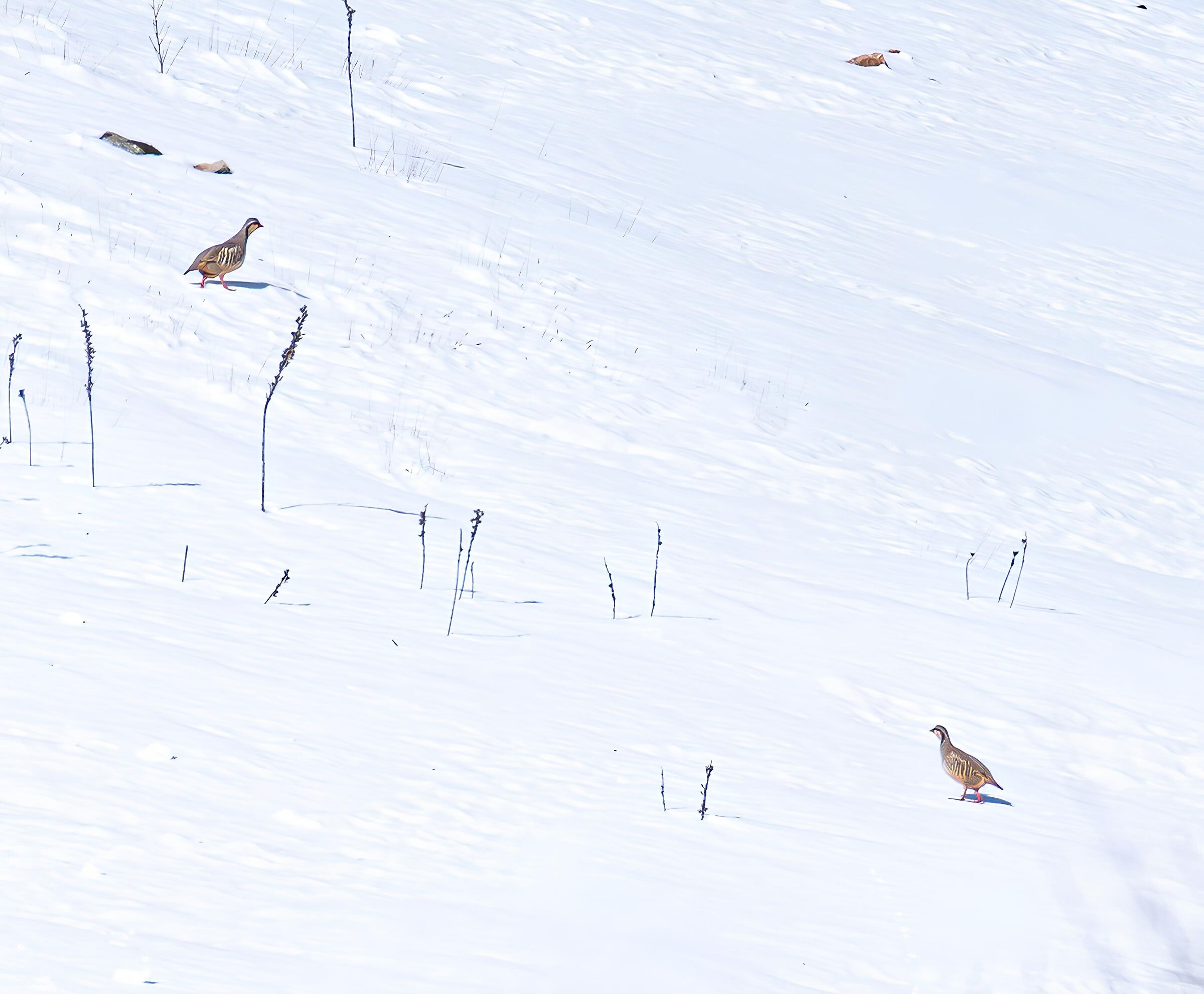 The Sicilian Rock Partridge (Alectoris graeca whitakeri)