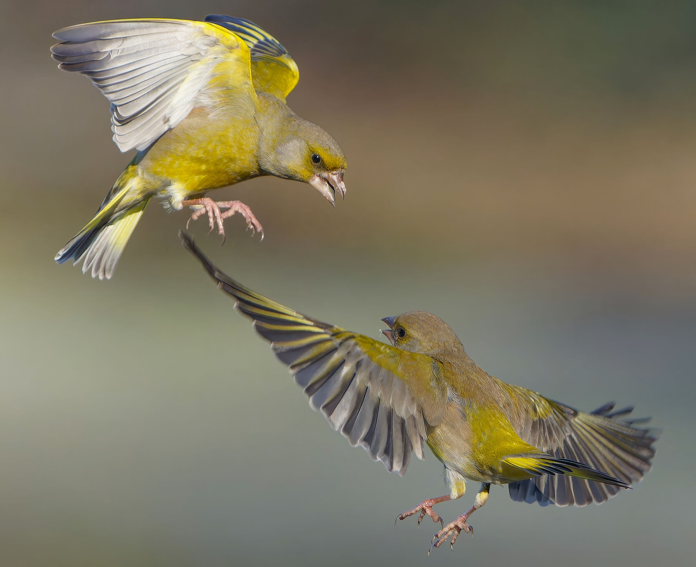 Greenfinches