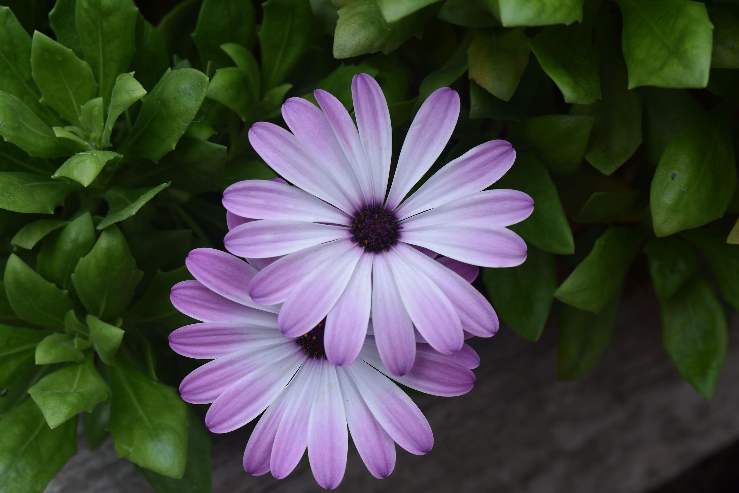 Aesthetic flowers