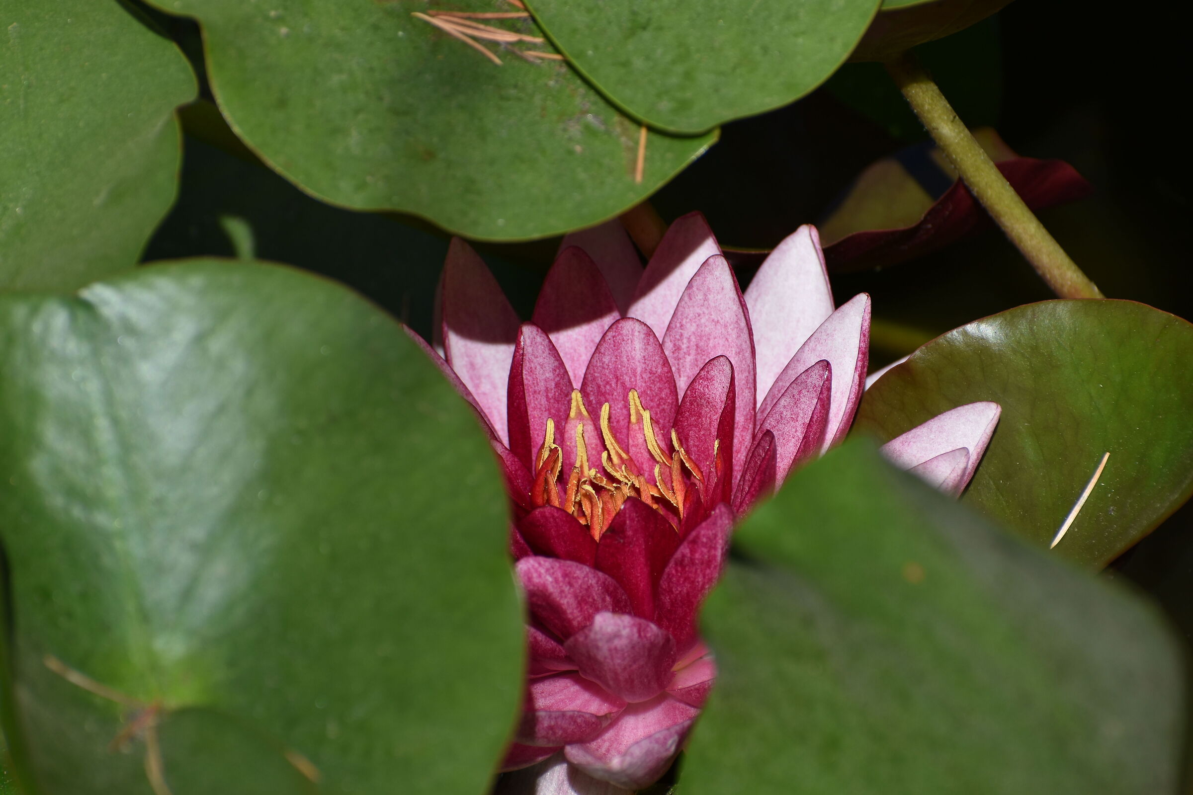 Ninfa