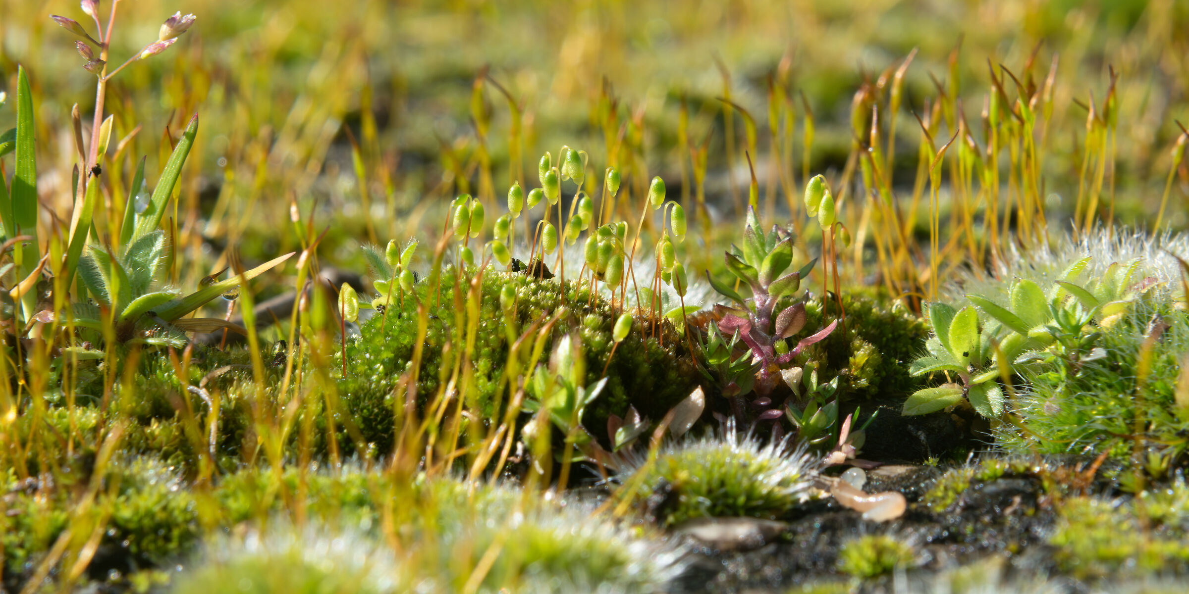 Foresta in miniatura