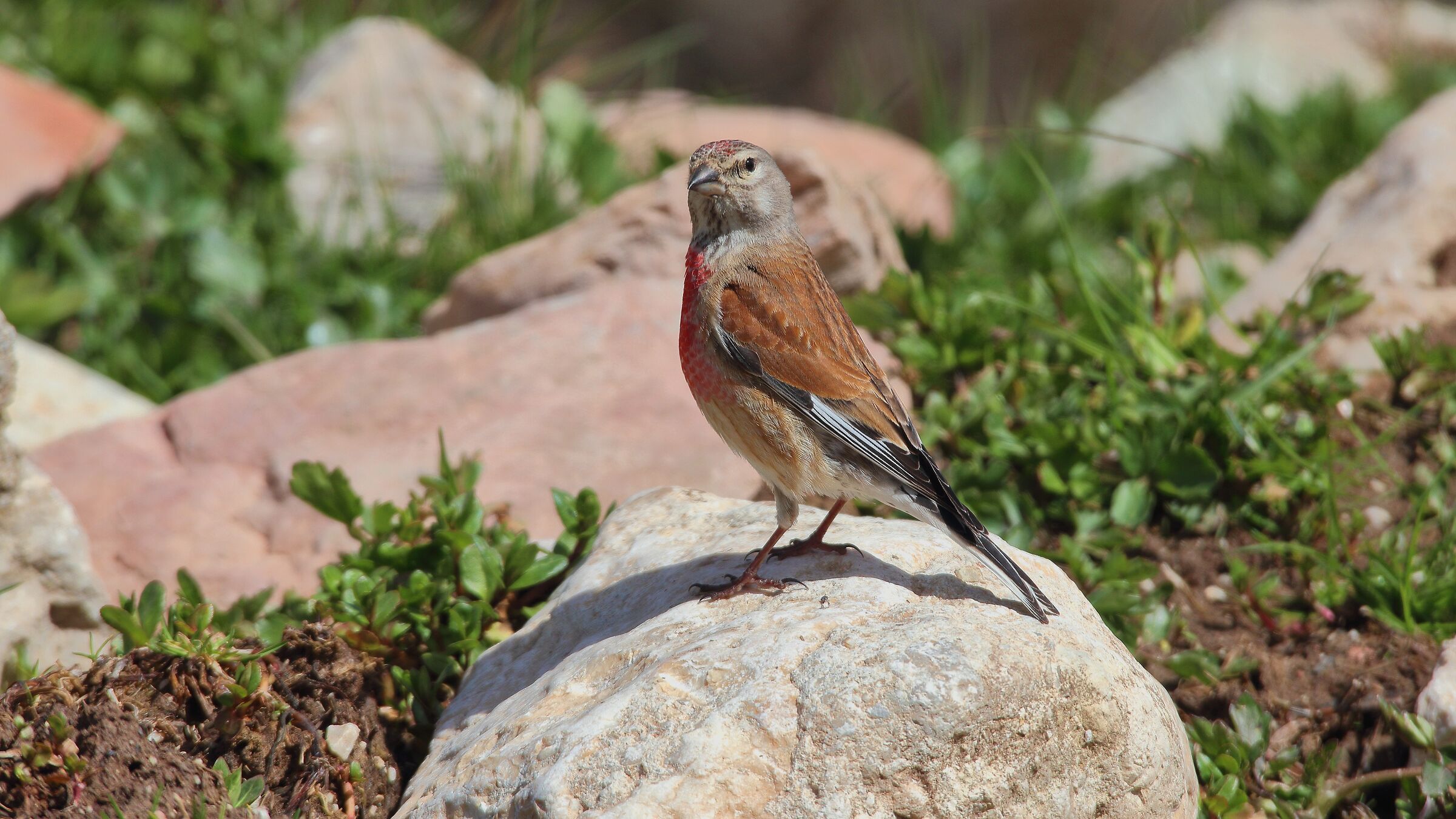 Linnet