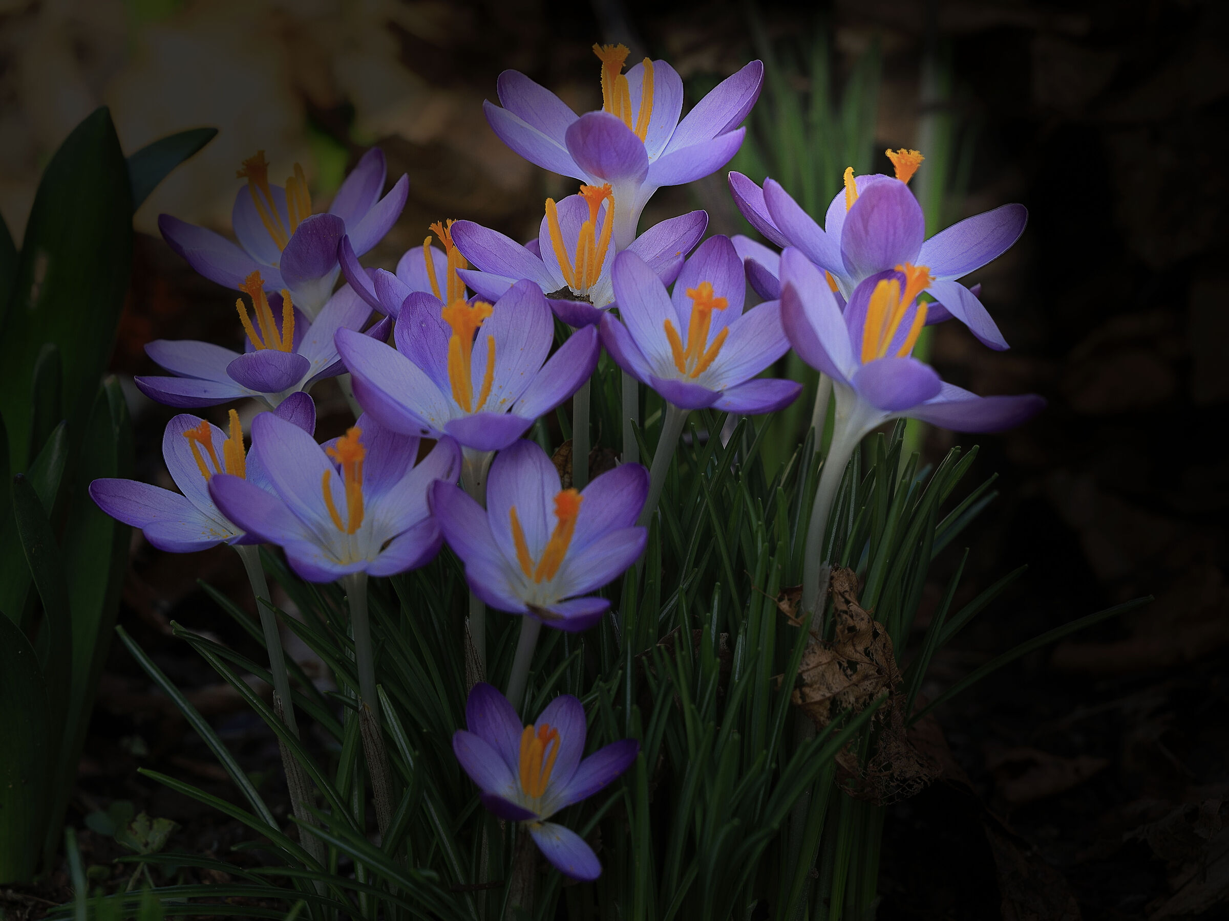 Anteprima di primavera