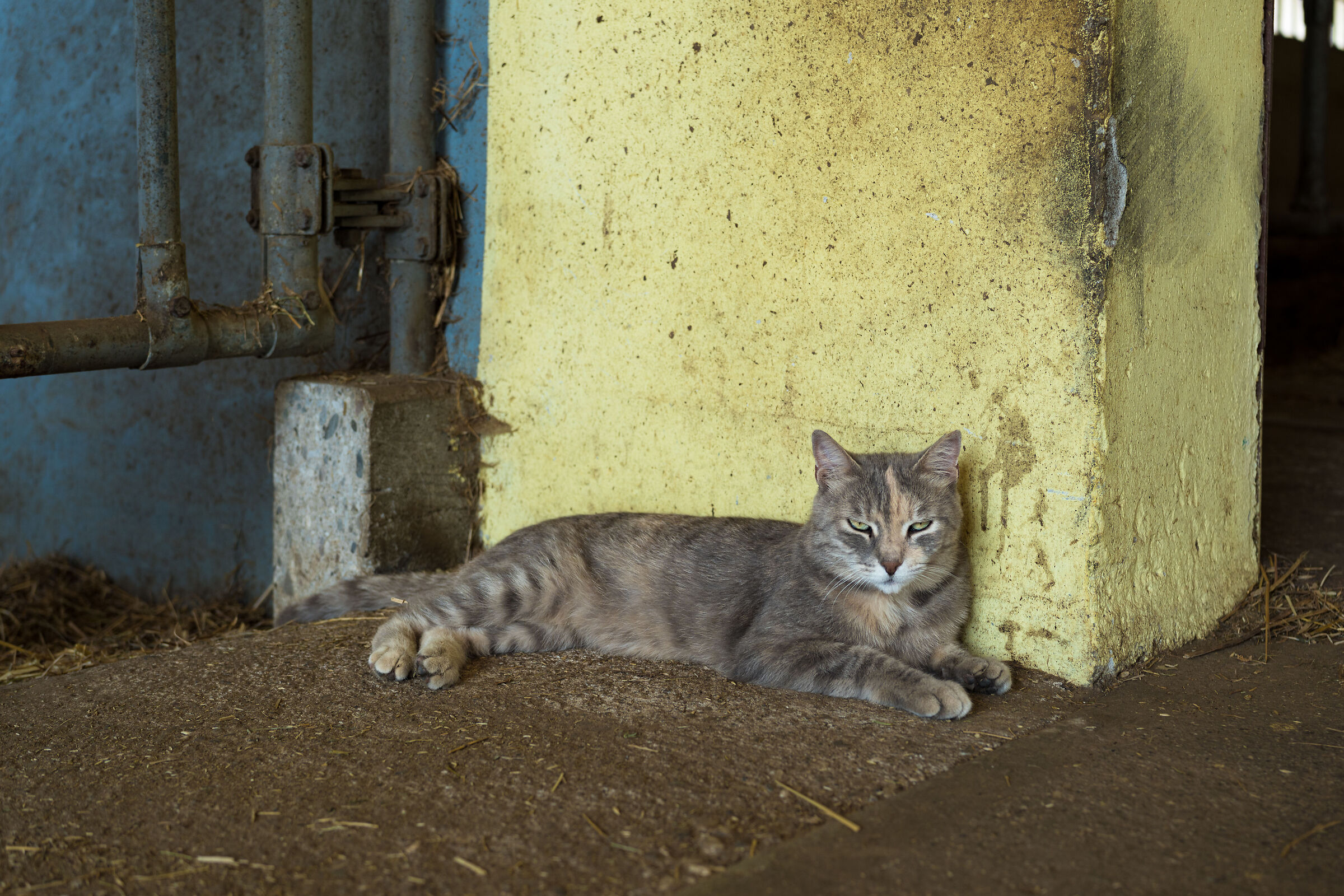 Cat