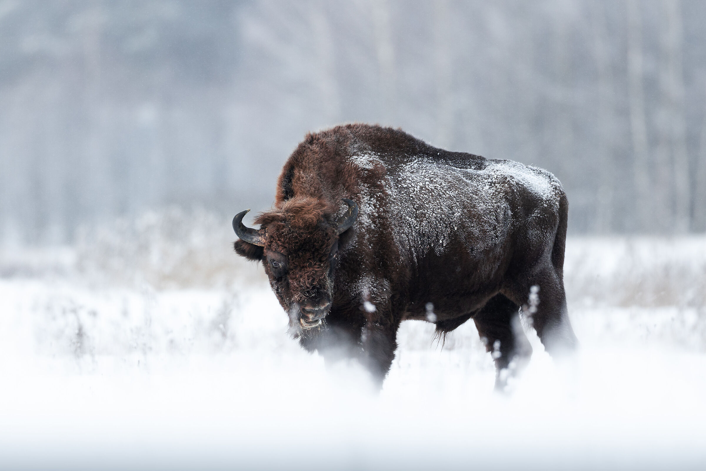 The treasure of Bialowiesa