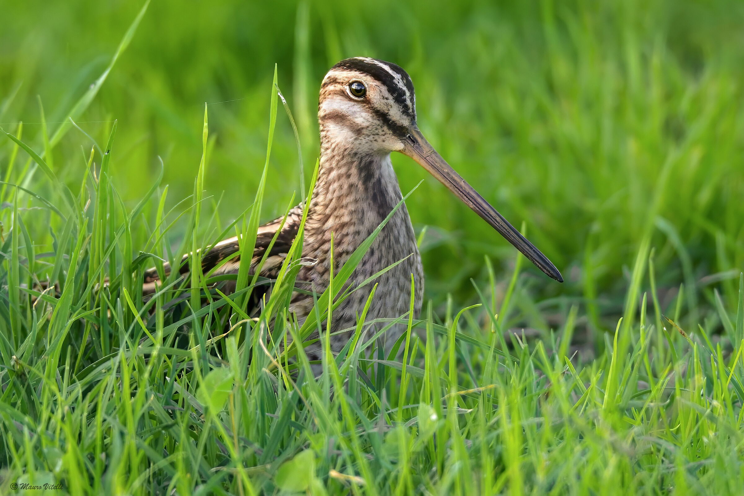 Snipe (Gallinago gallinago)