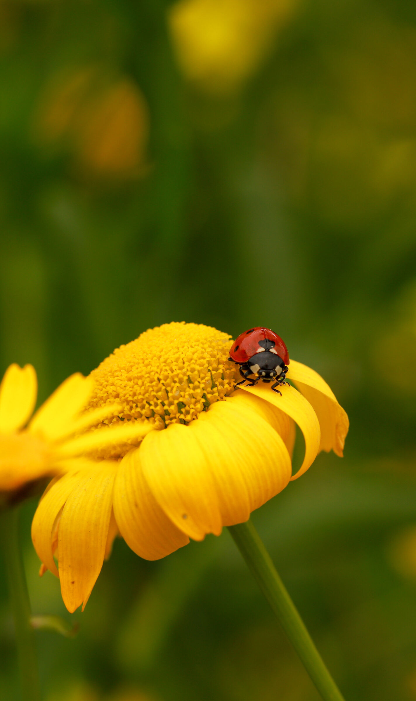 Coccinella su margherita