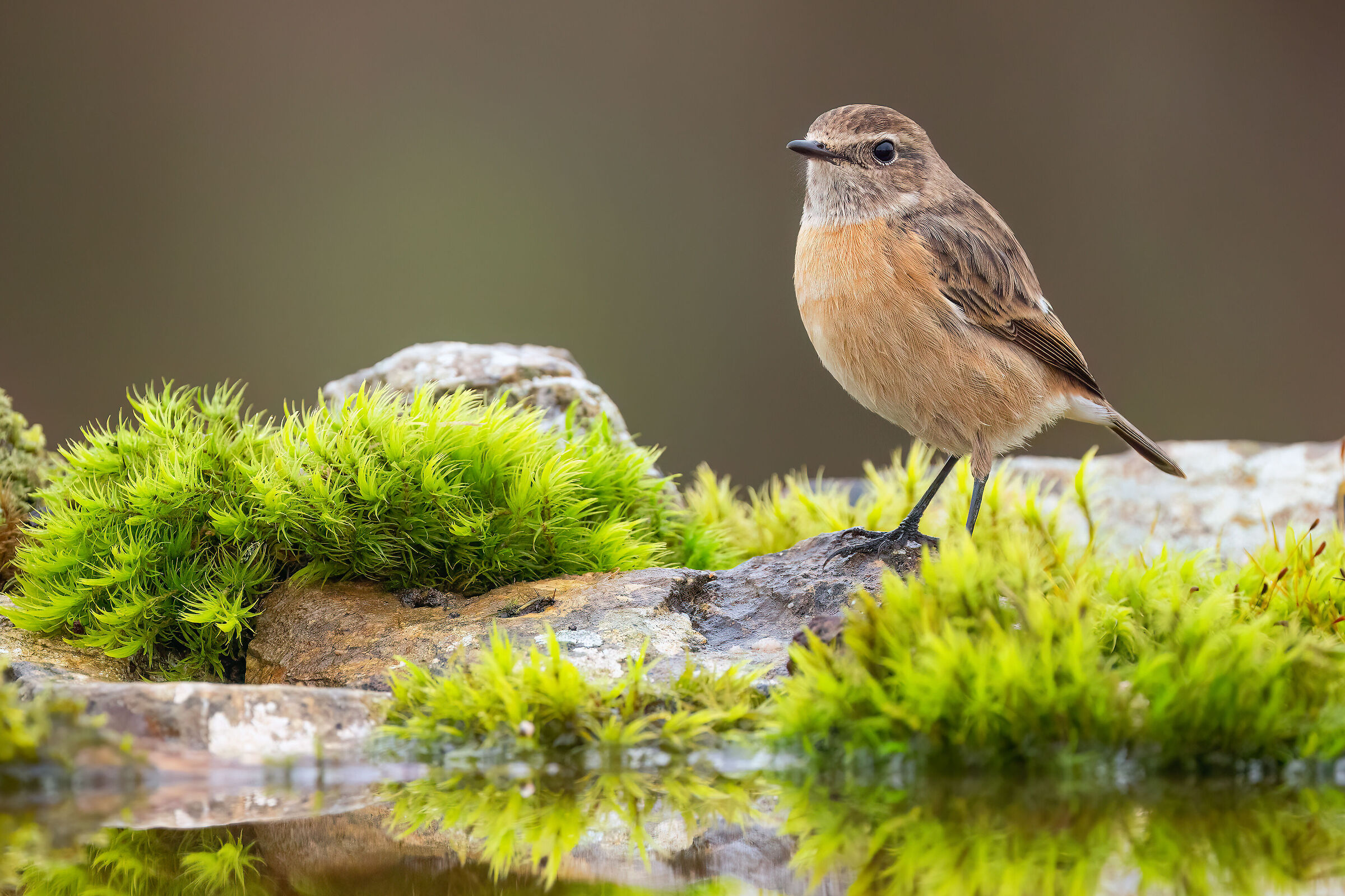 Stonechatter