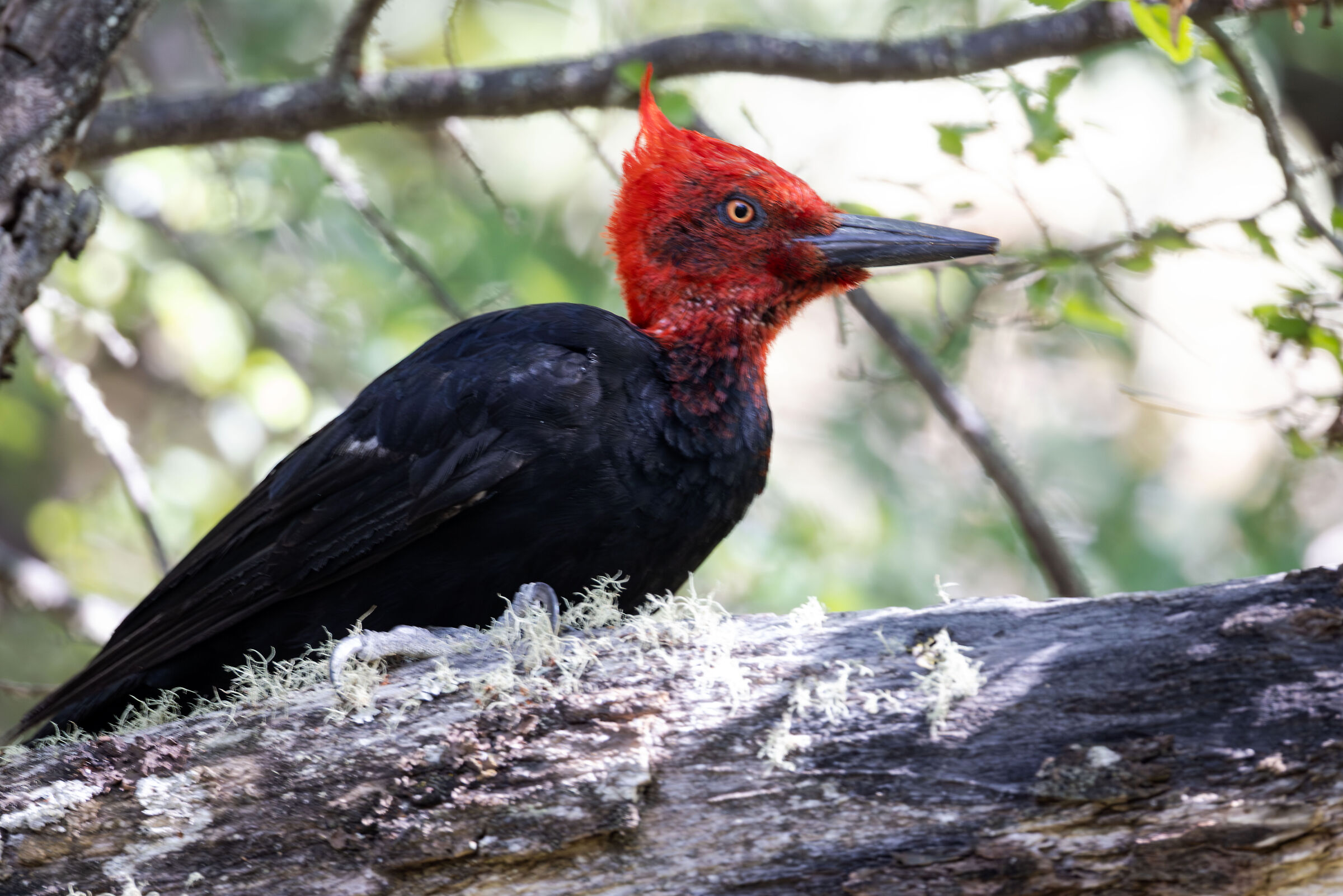 Giant Carpwhole (Magellanic Woodpecker) Male