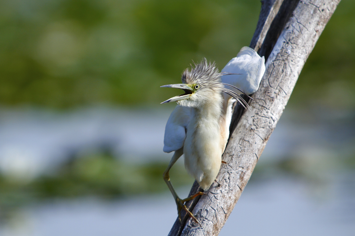 Sgarza ciuffetto arrabiata
