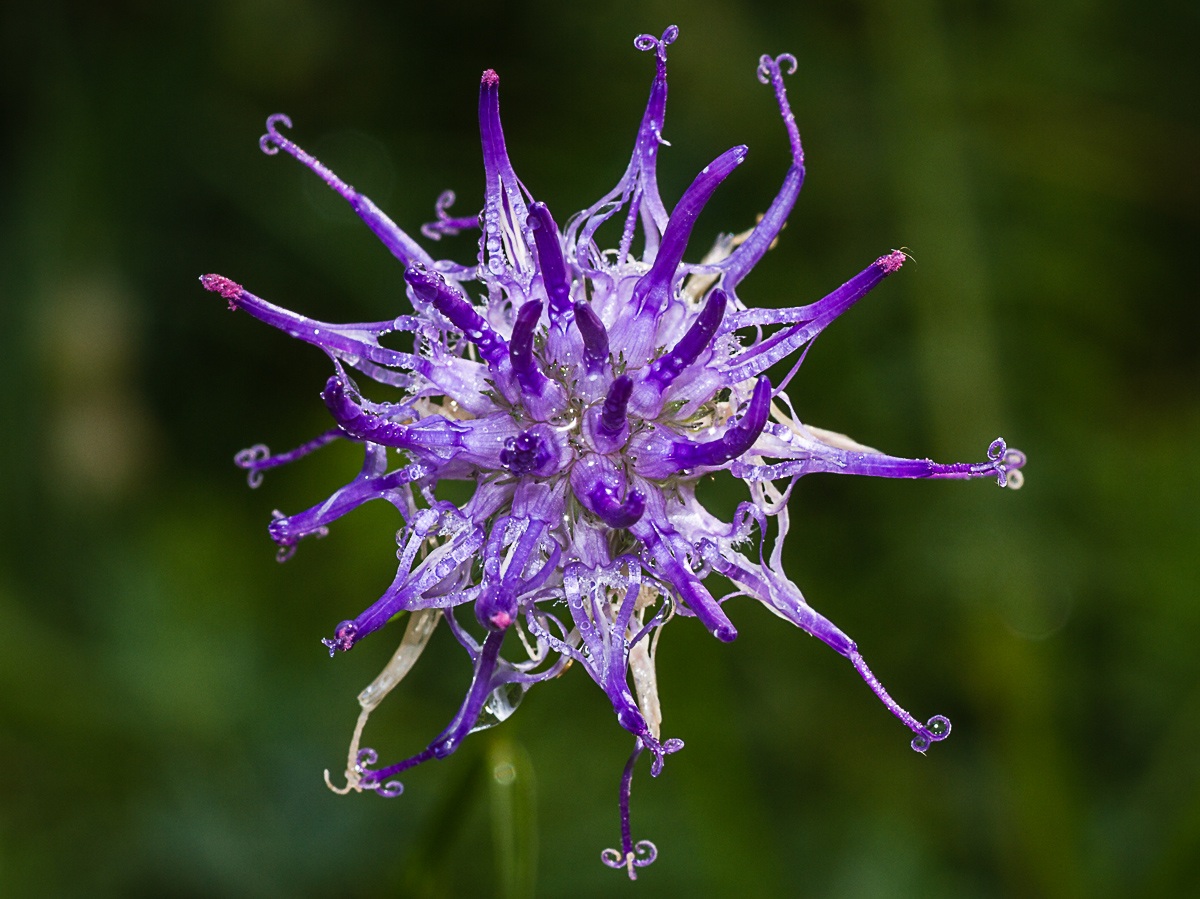 Raponzolo di Scheuchzer