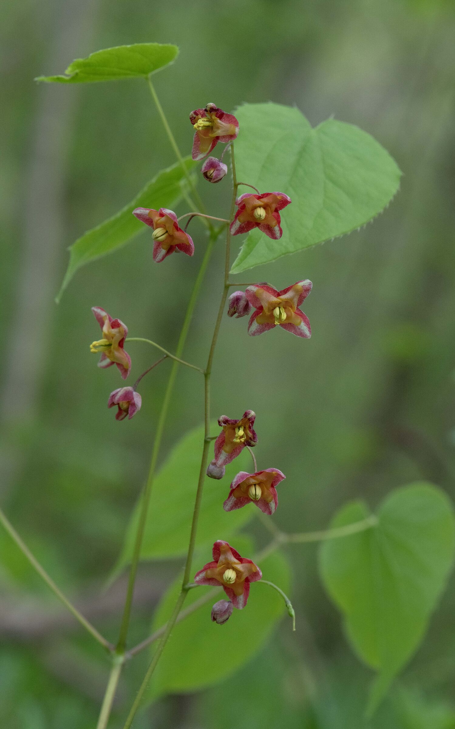 Epimedium alpinum