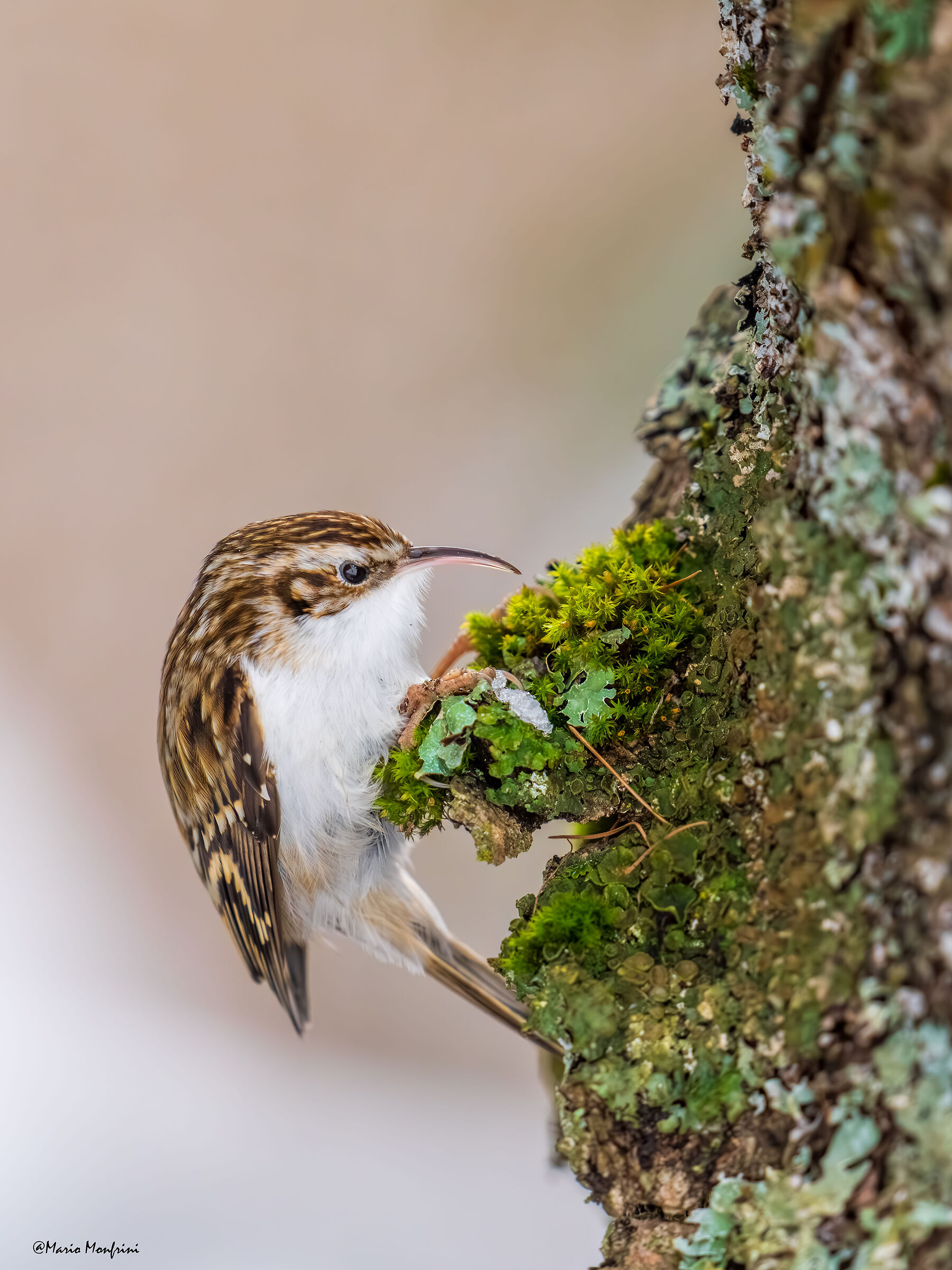 Il simpatico scalatore di alberi