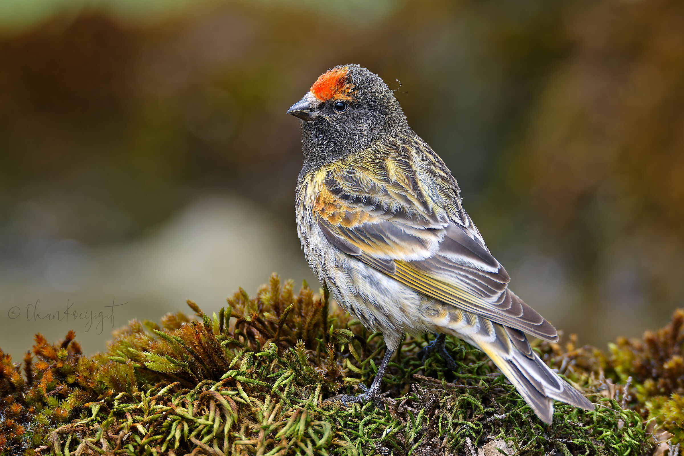 Serin dal fronte rossa