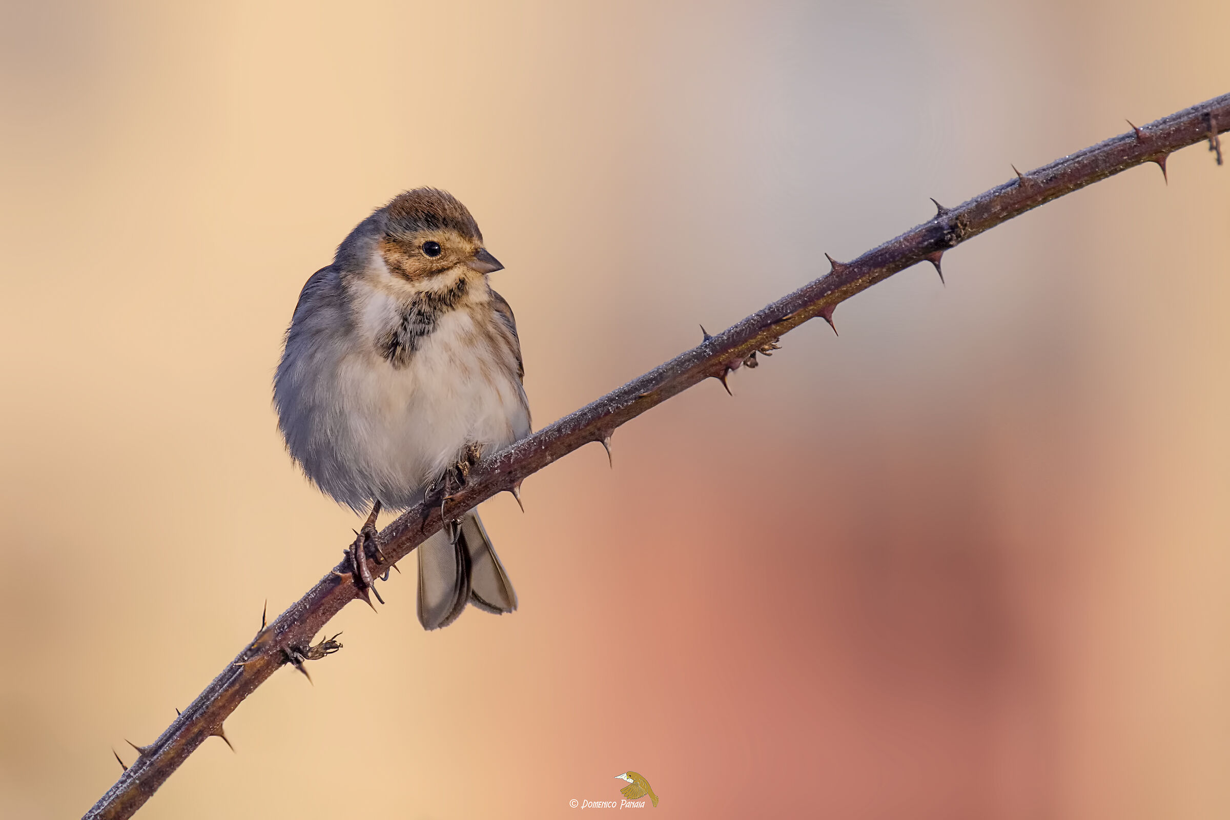 migliarino di palude