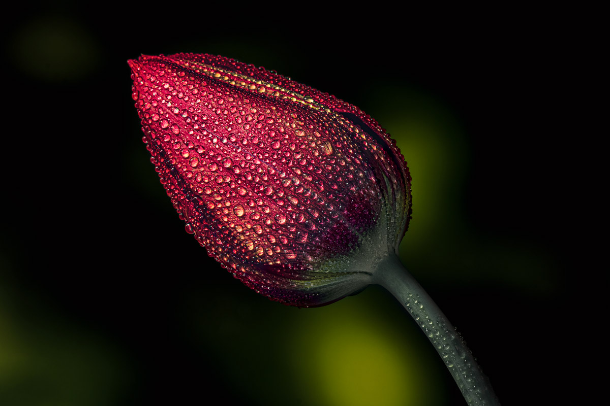 Tulip II
