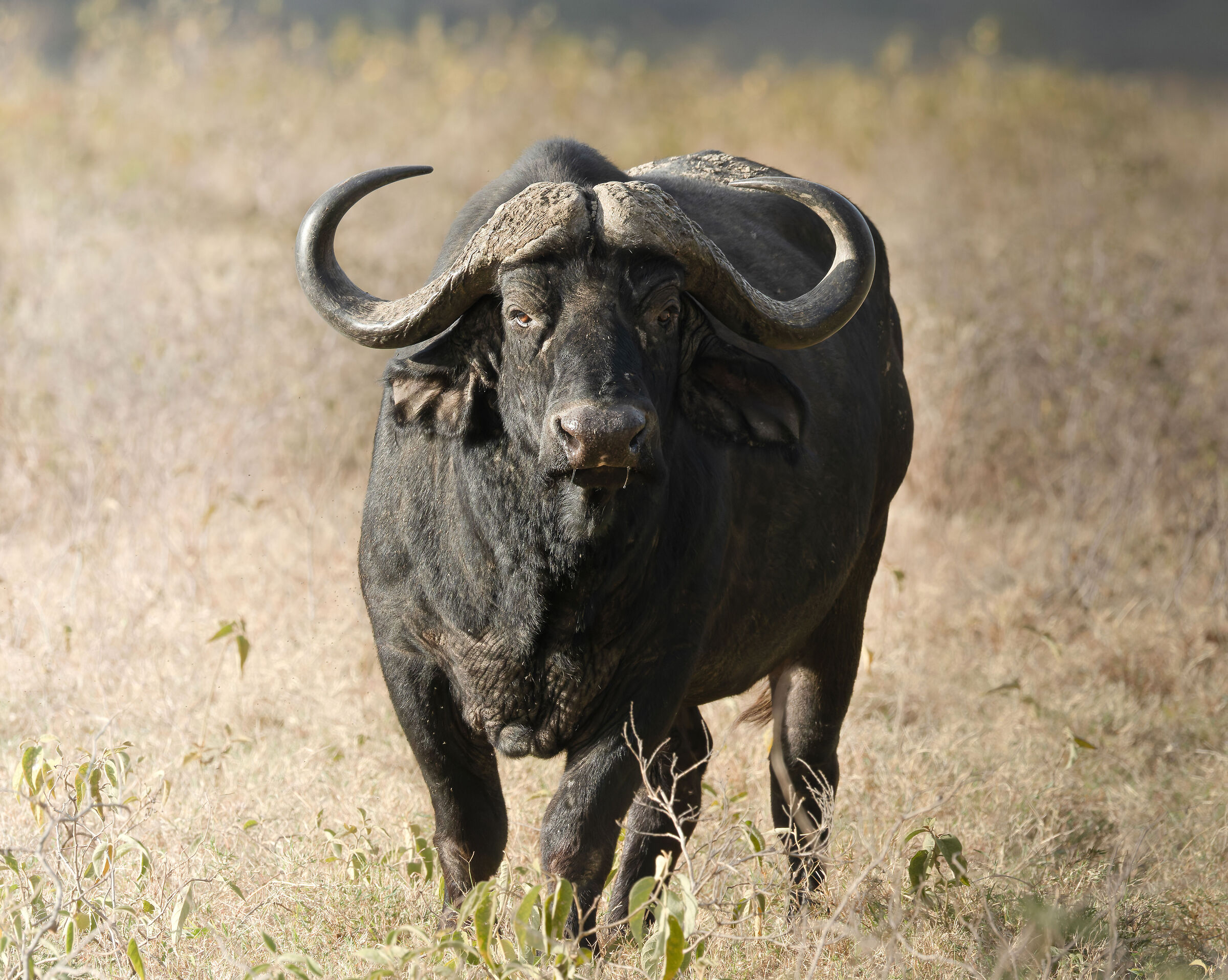 Bufalo