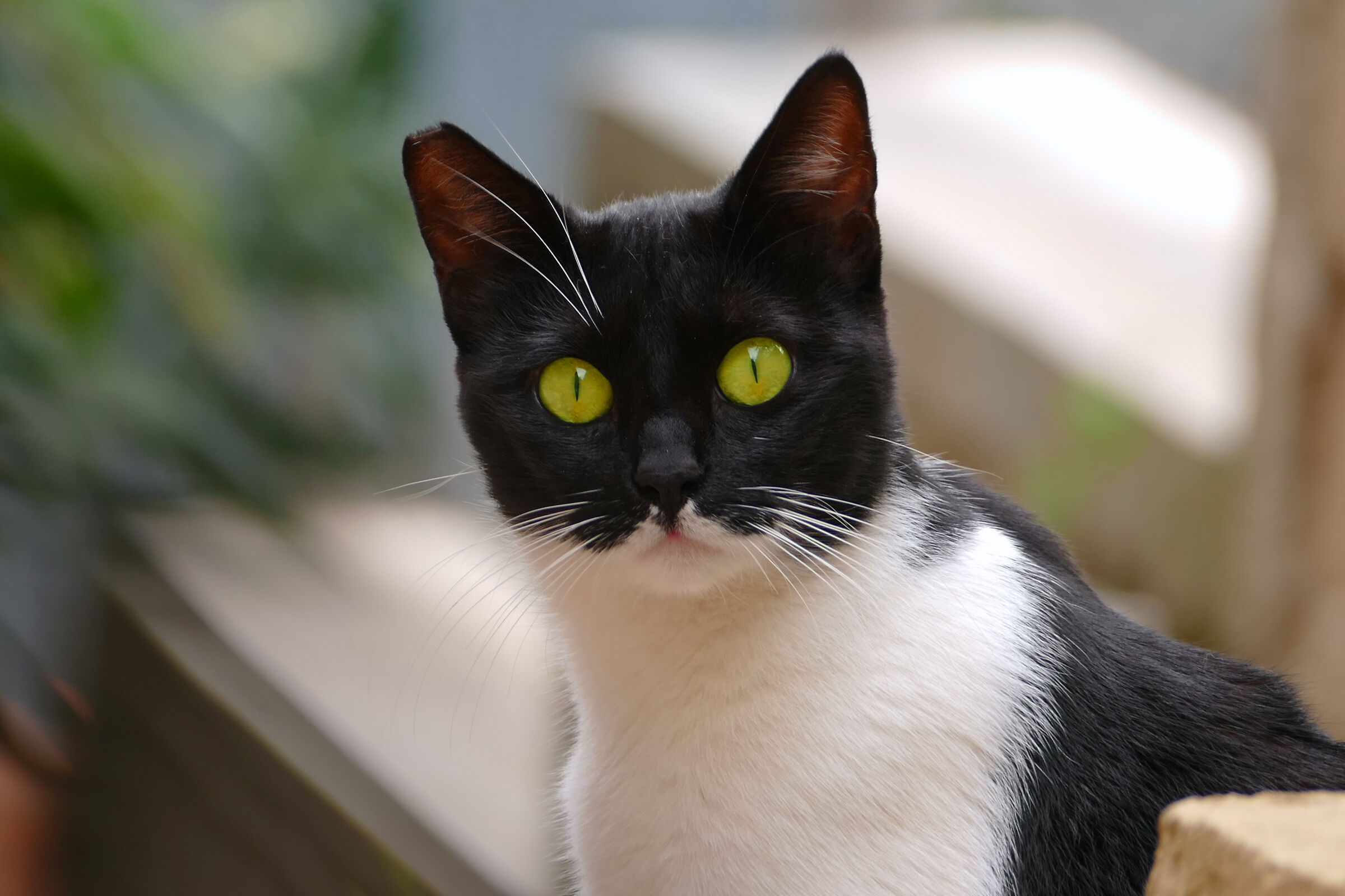 Tina, gatto di condominio