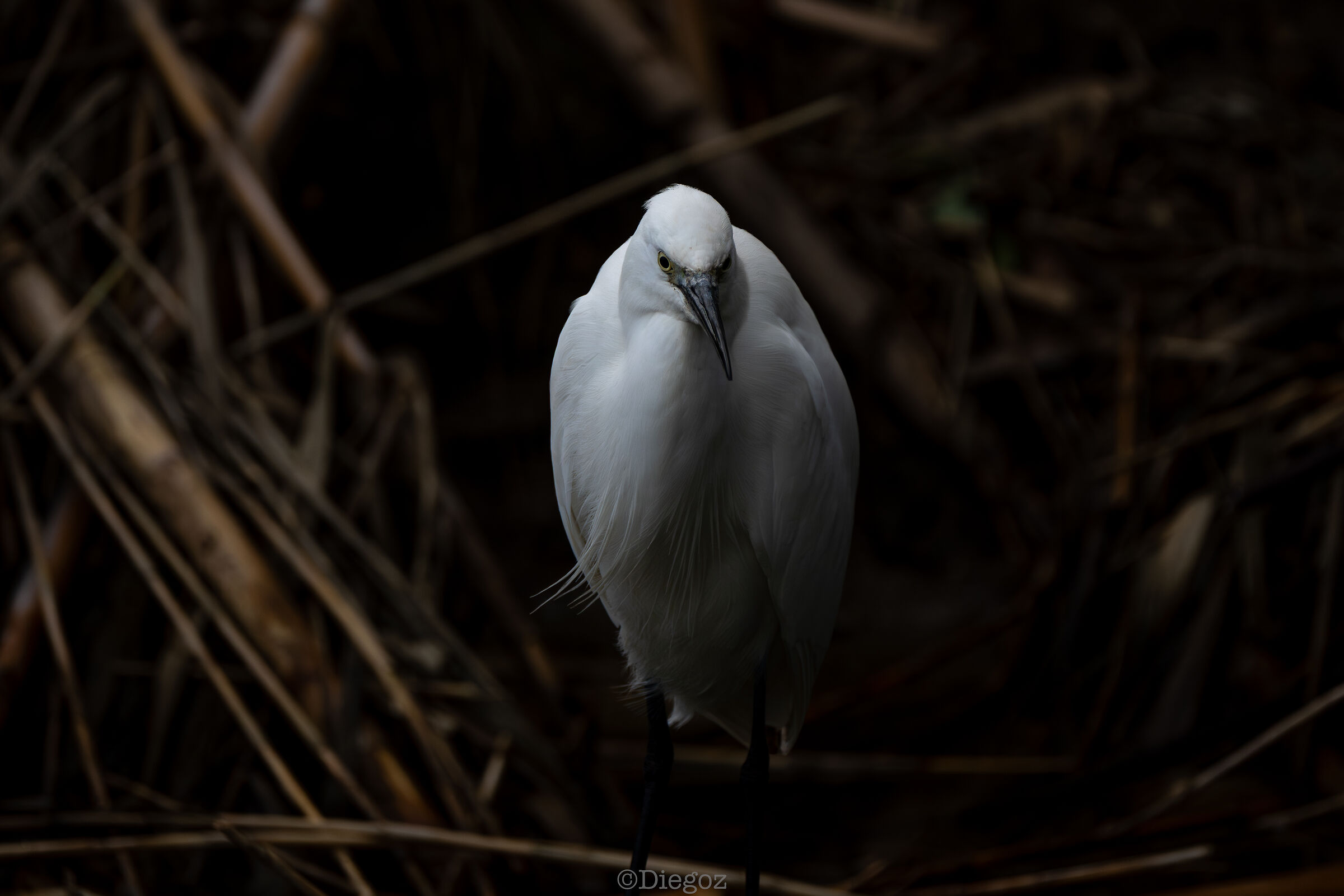 Untitled Photo