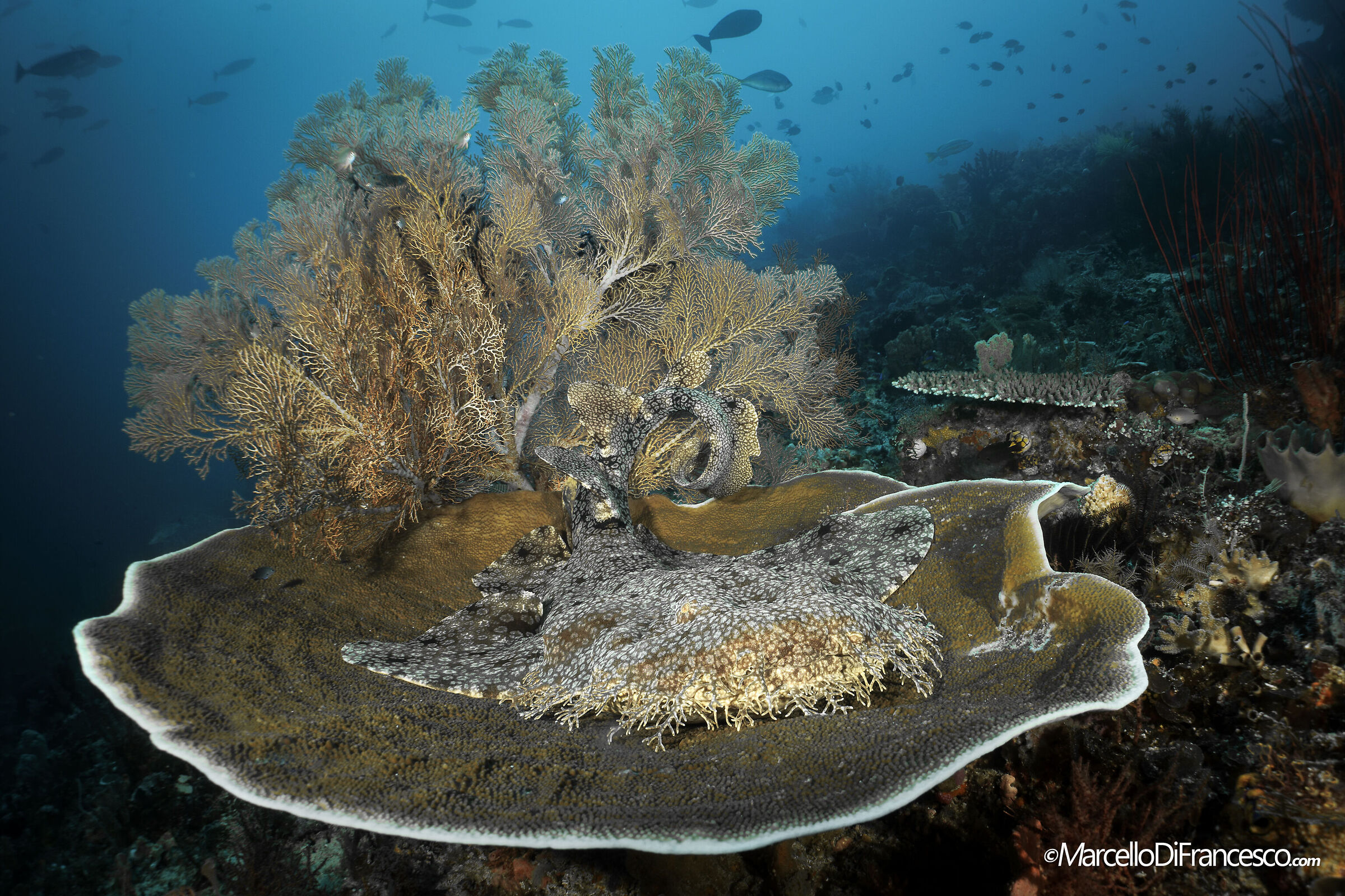 Wobbegong