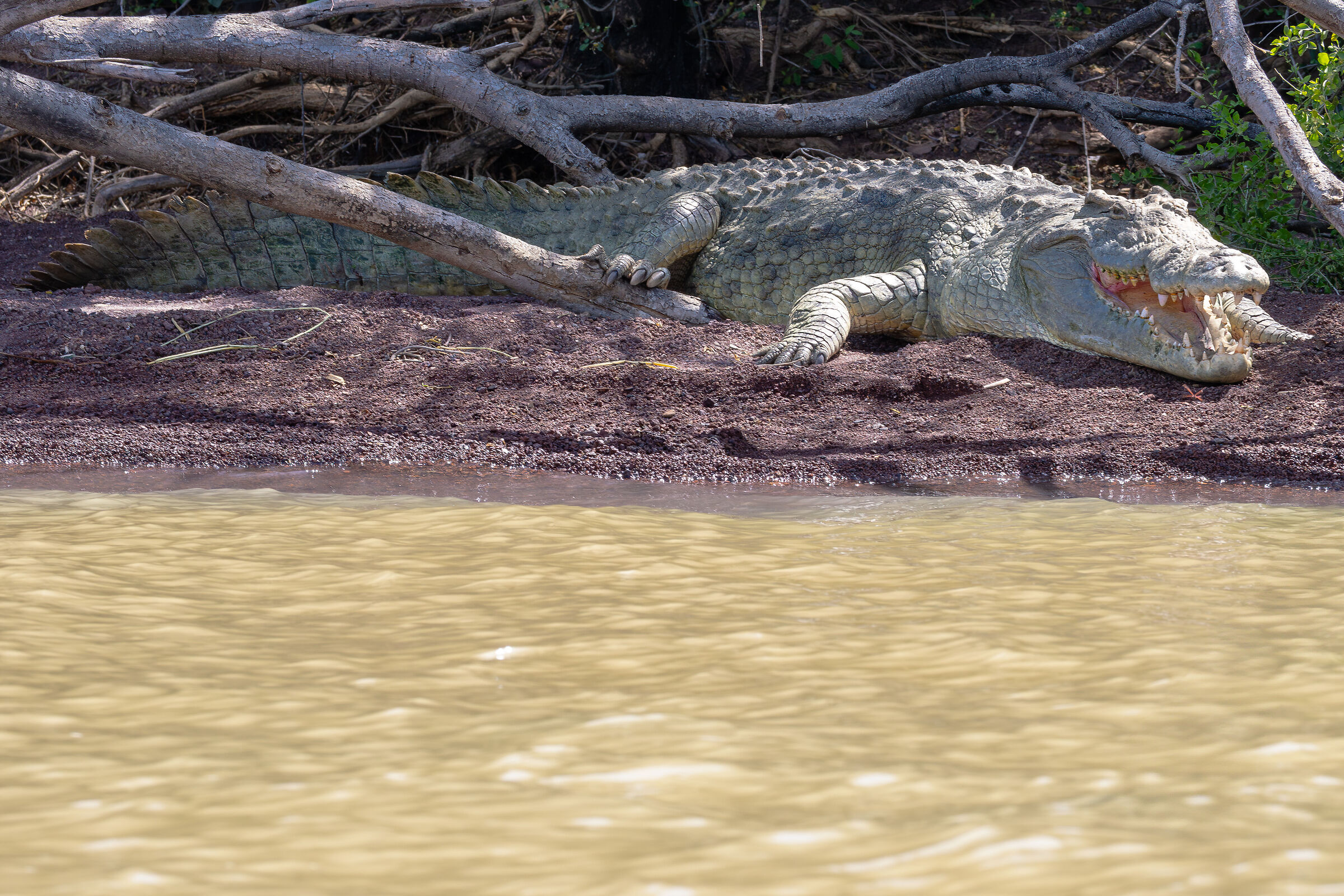coccodrillo del Nilo!