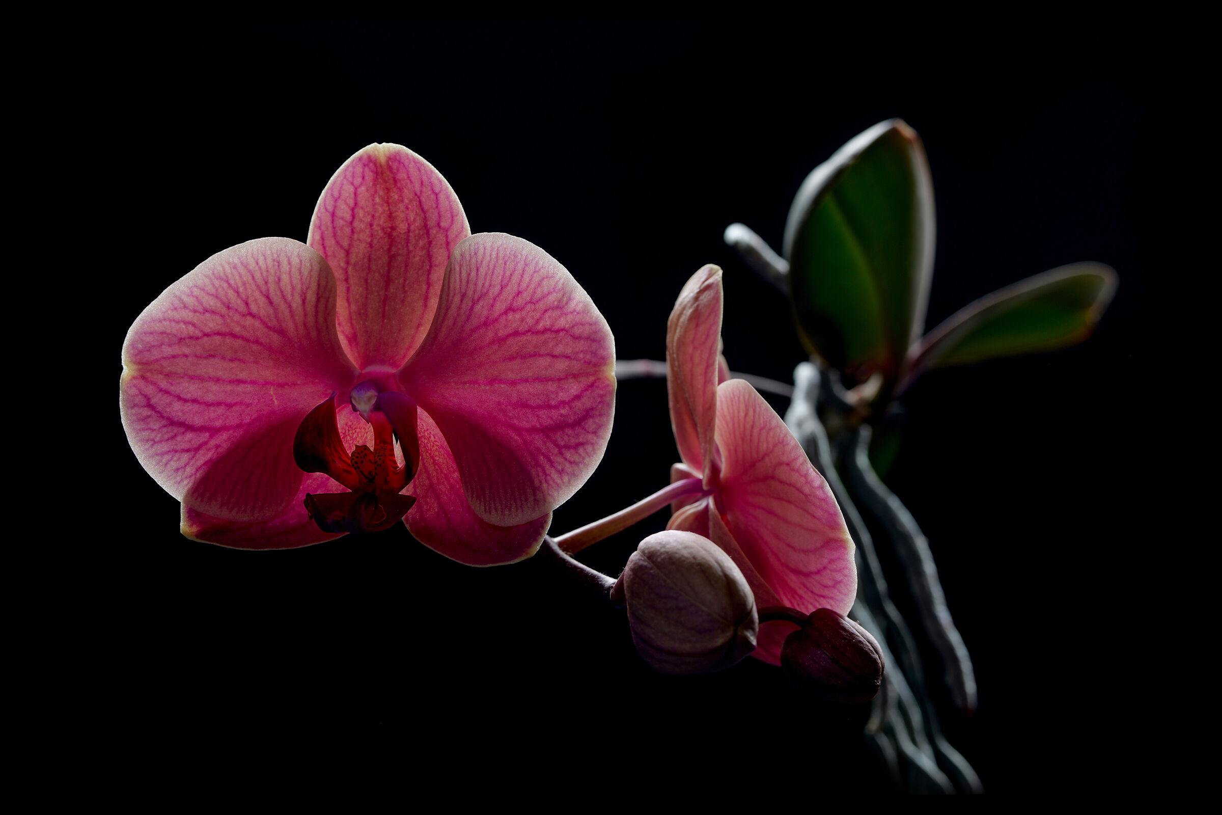 phalaenopsis