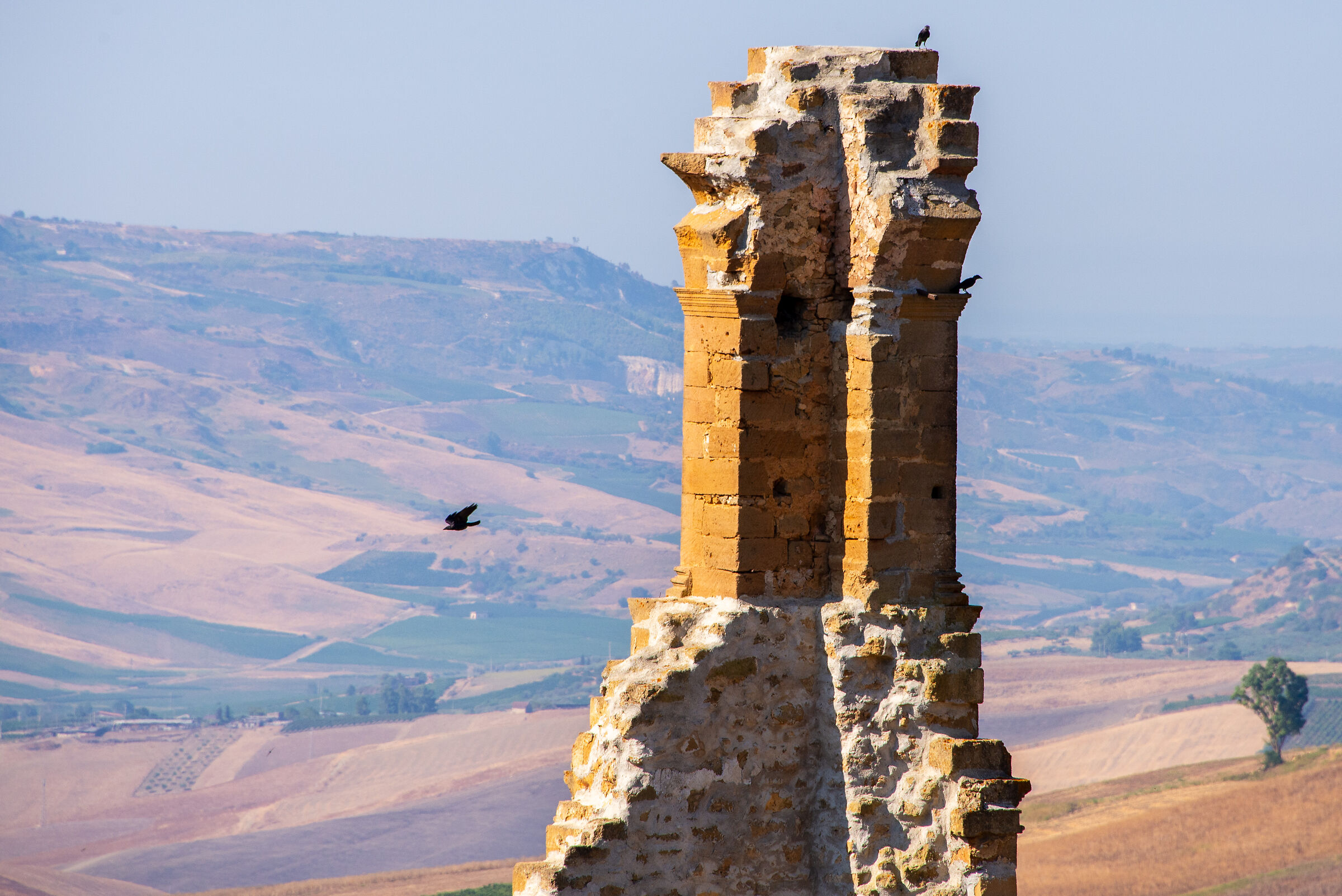 Corvi tra le rovine di Poggioreale vecchia