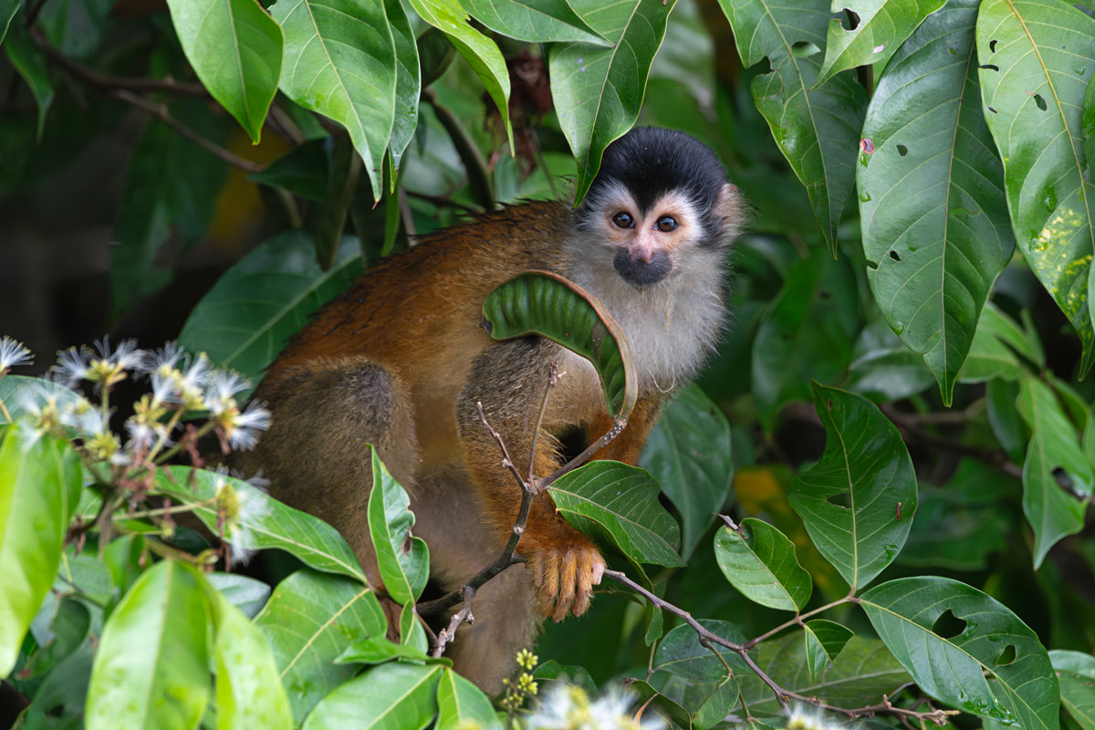 Saimiri del centroamerica