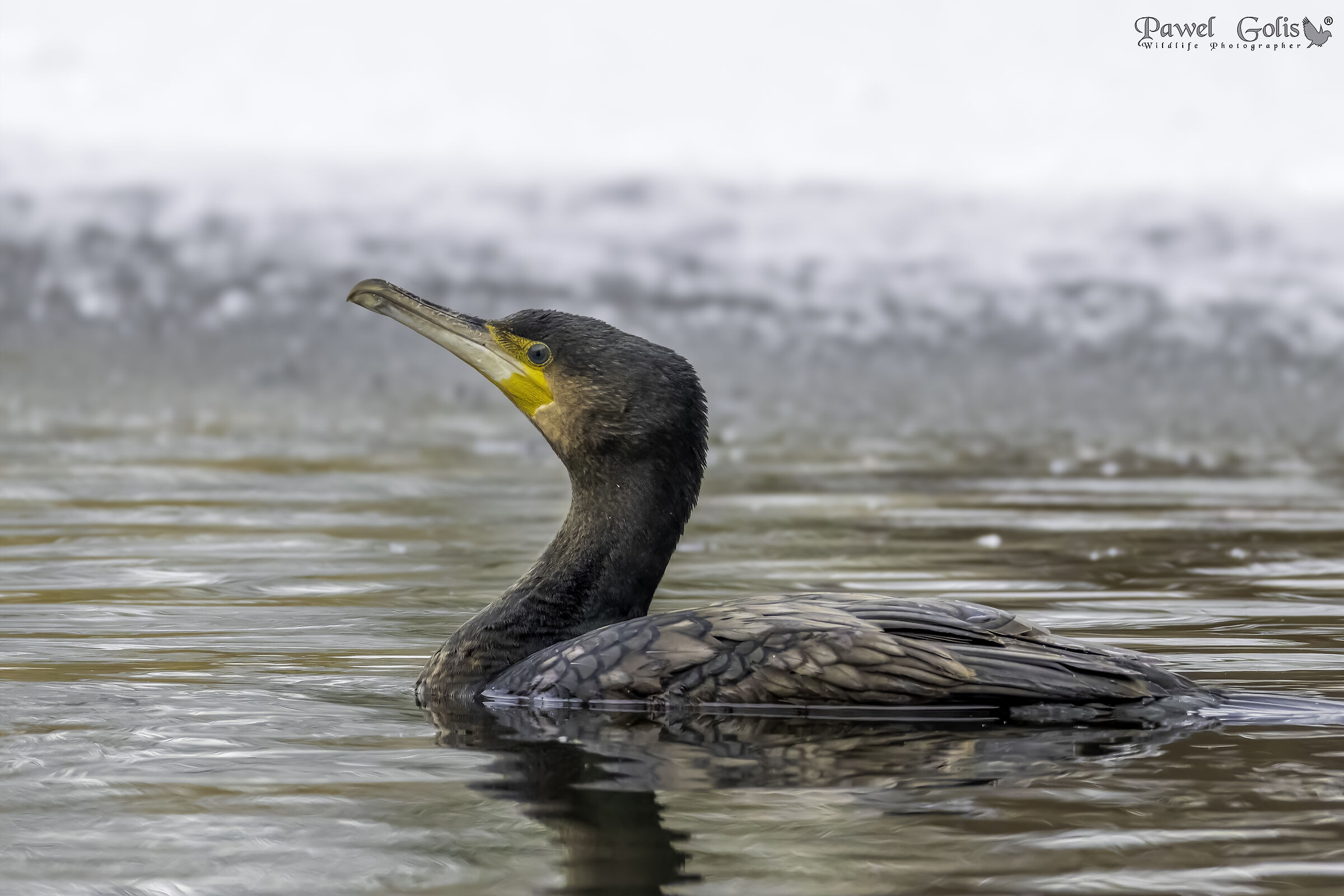 Grande cormorano (Phalacrocorax carbo)