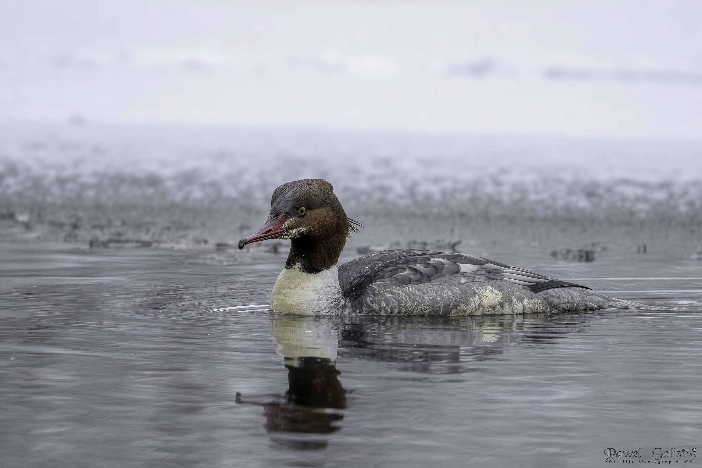 Mergane Mergus (Merganser comune)