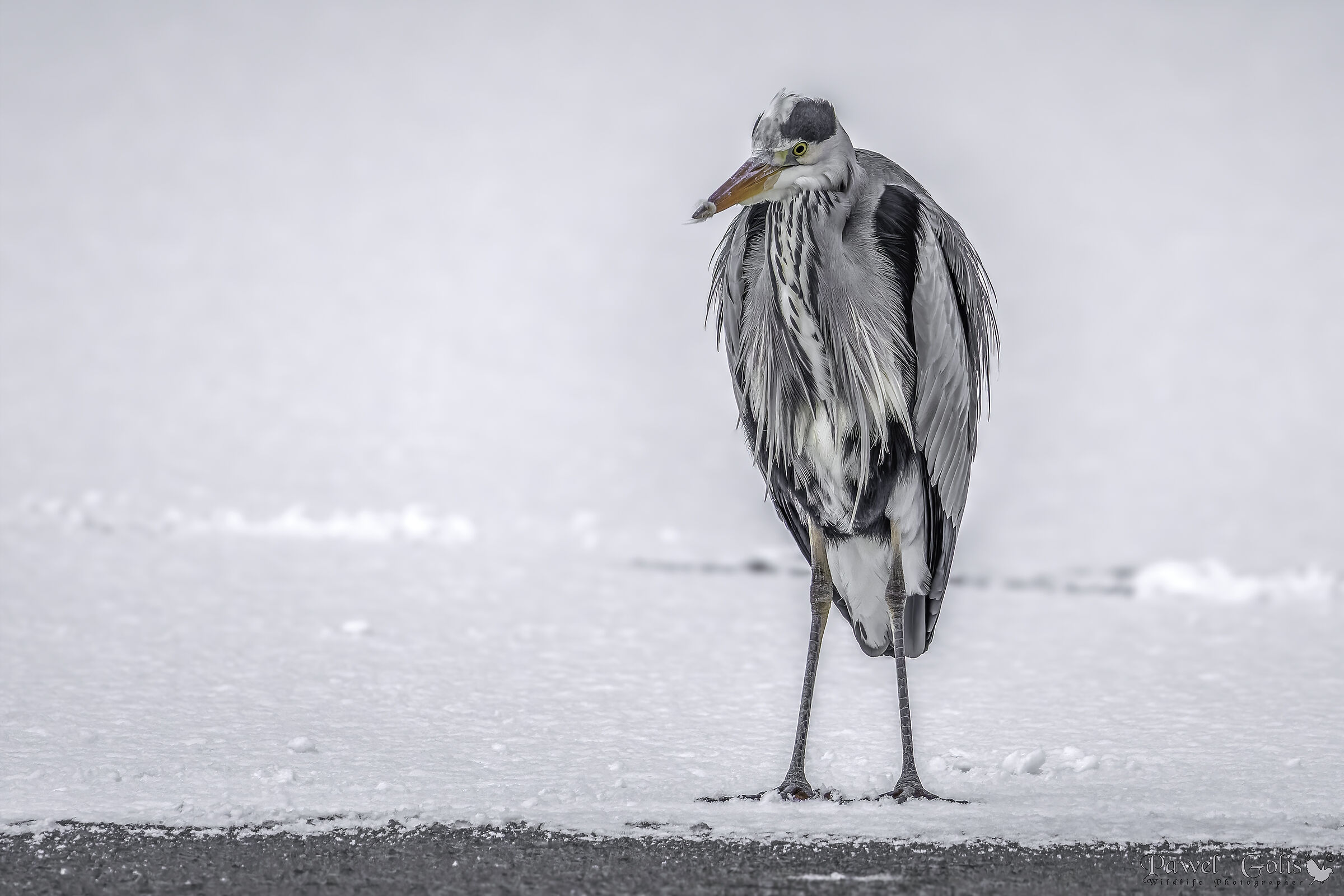 Airone cengio (Ardea cinerea)