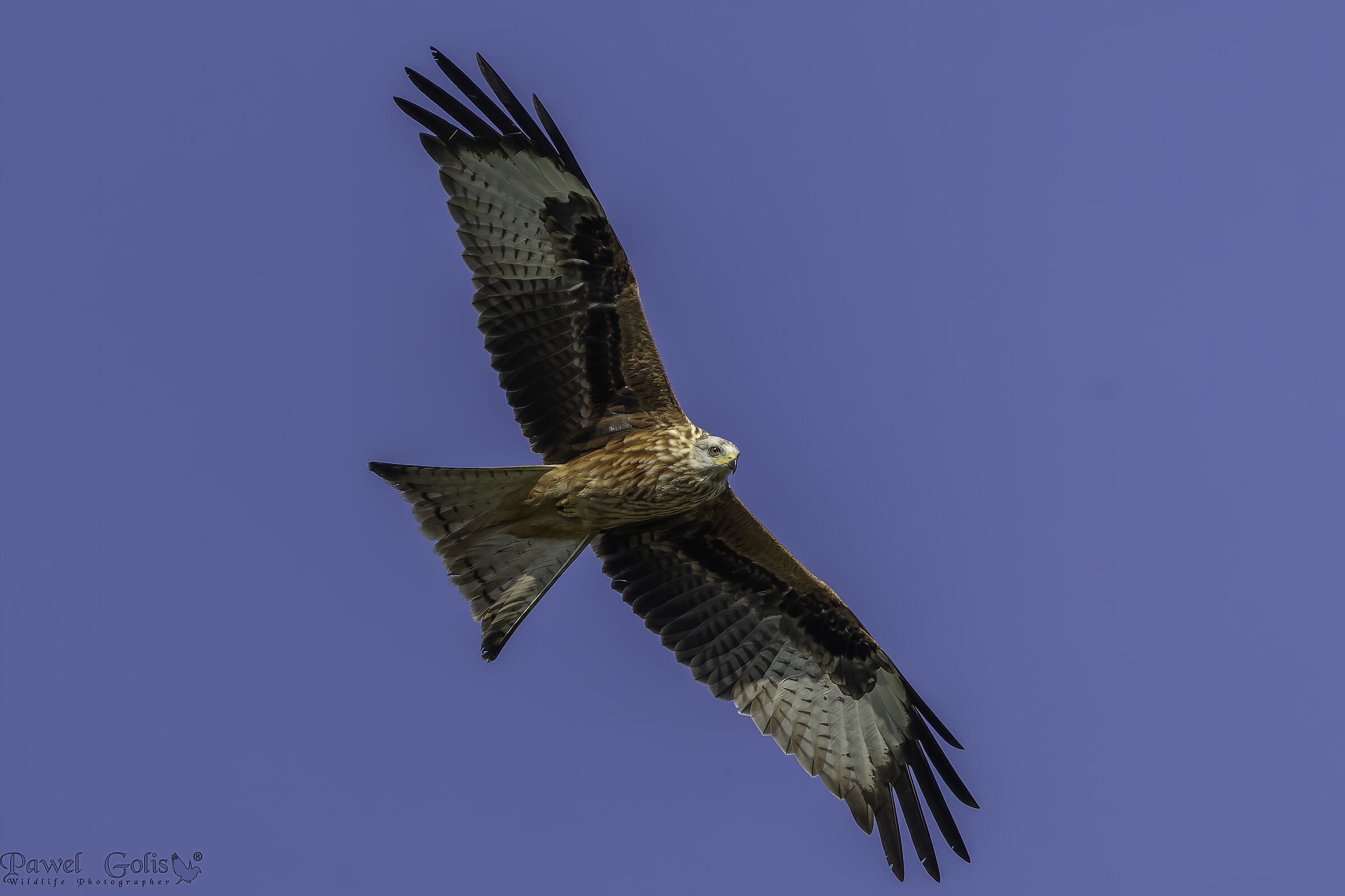 Milvone reale (Milvus milvus)