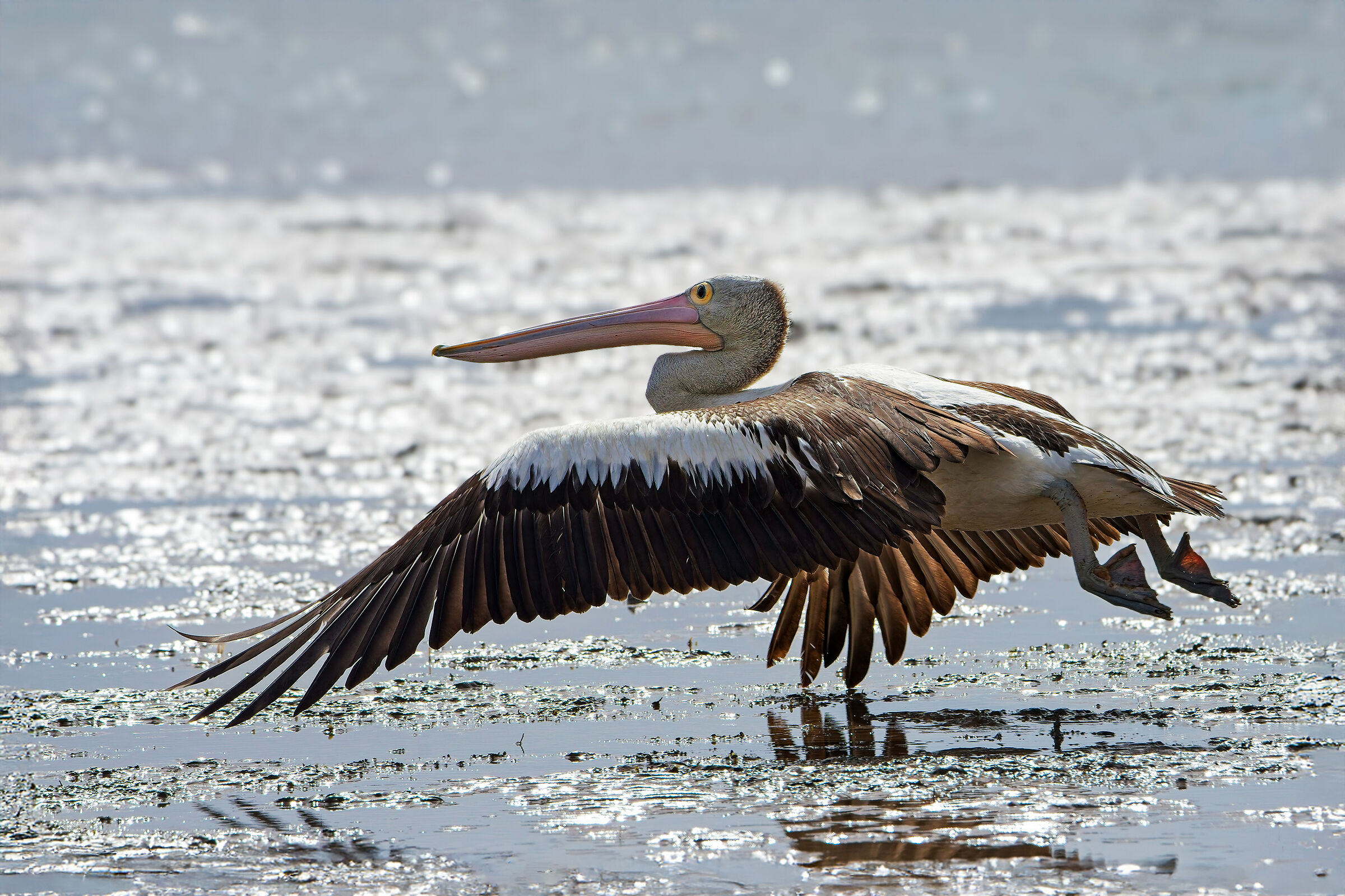 Pellicano australiano