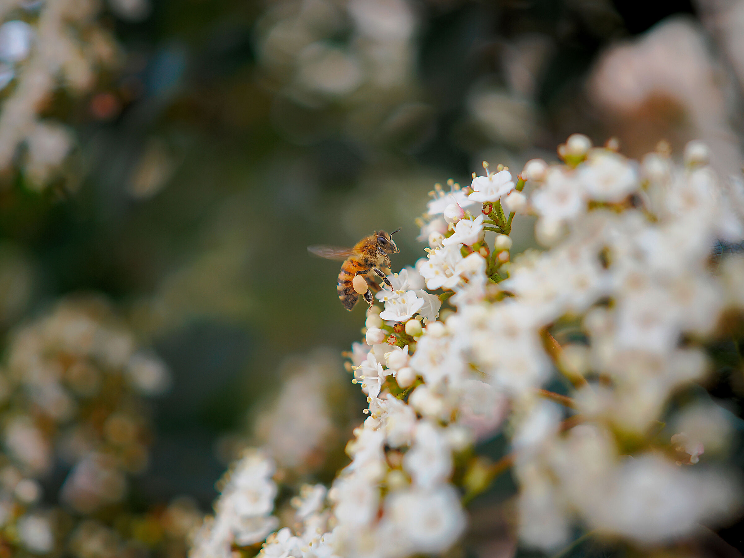 Ape mellifera