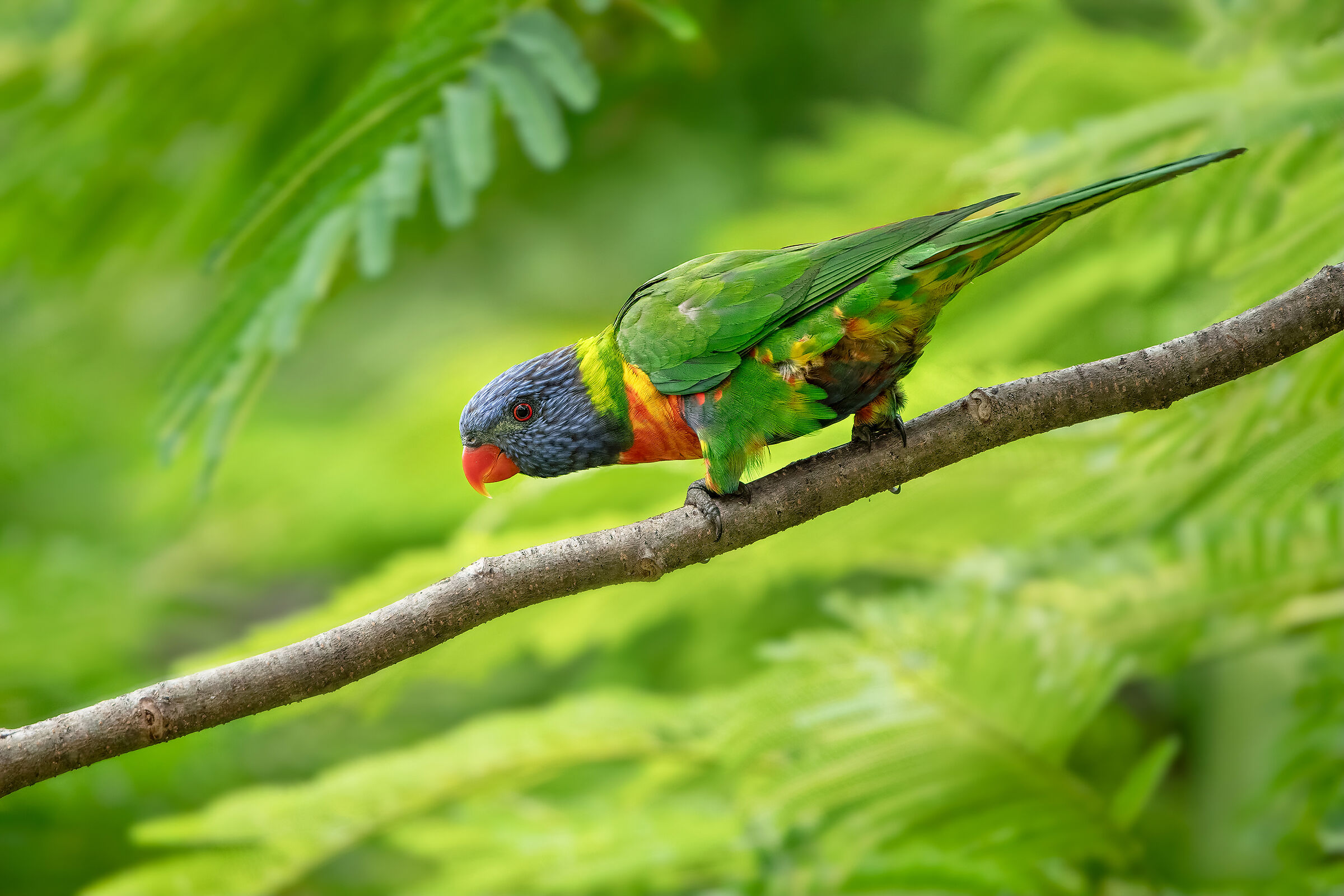 Rainbow Lorikeet (Trichoglossus moluccanus)
