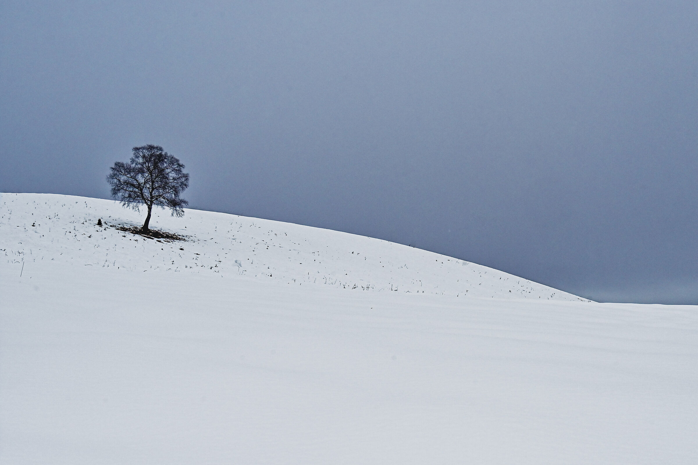 solitary beech