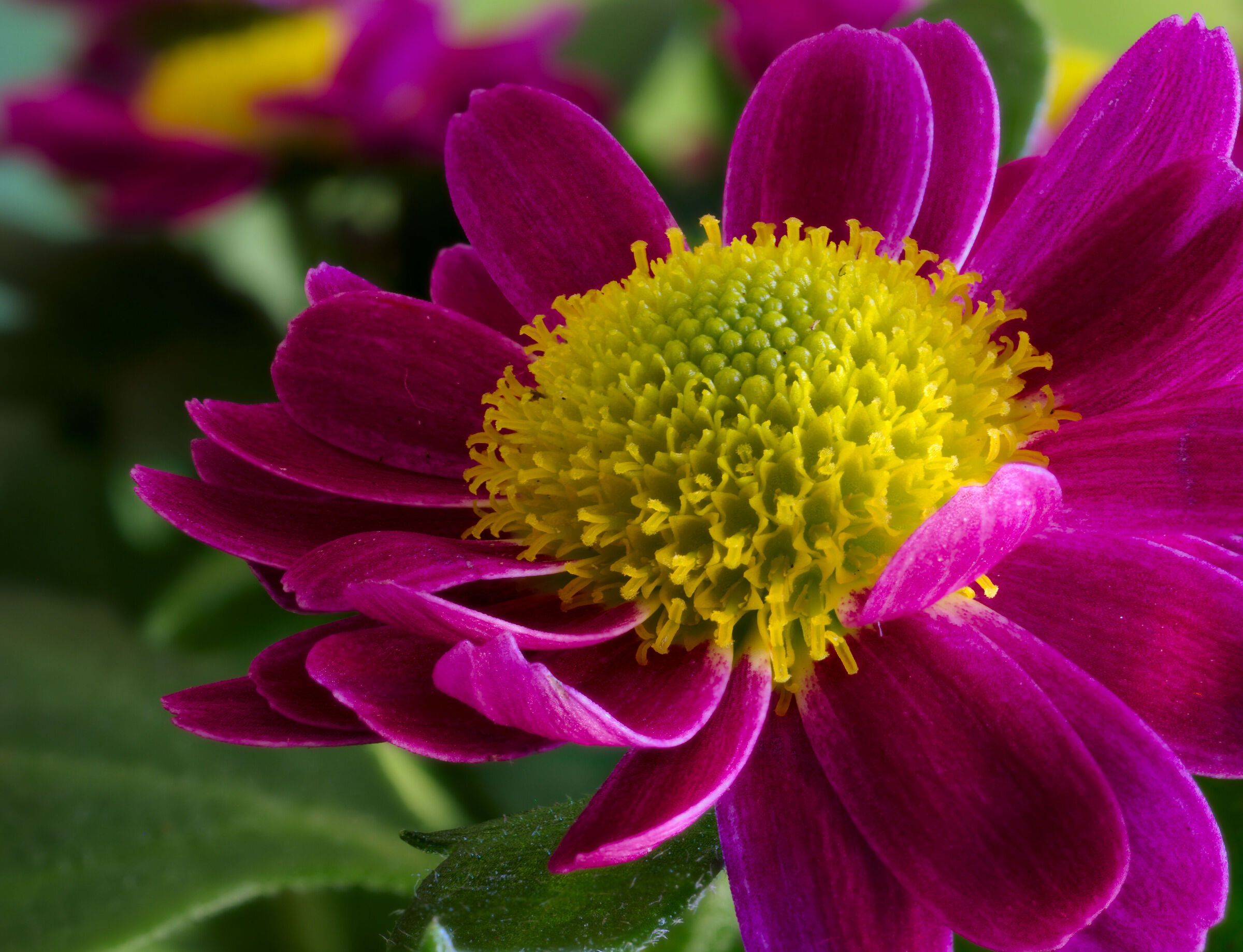 fiore 1