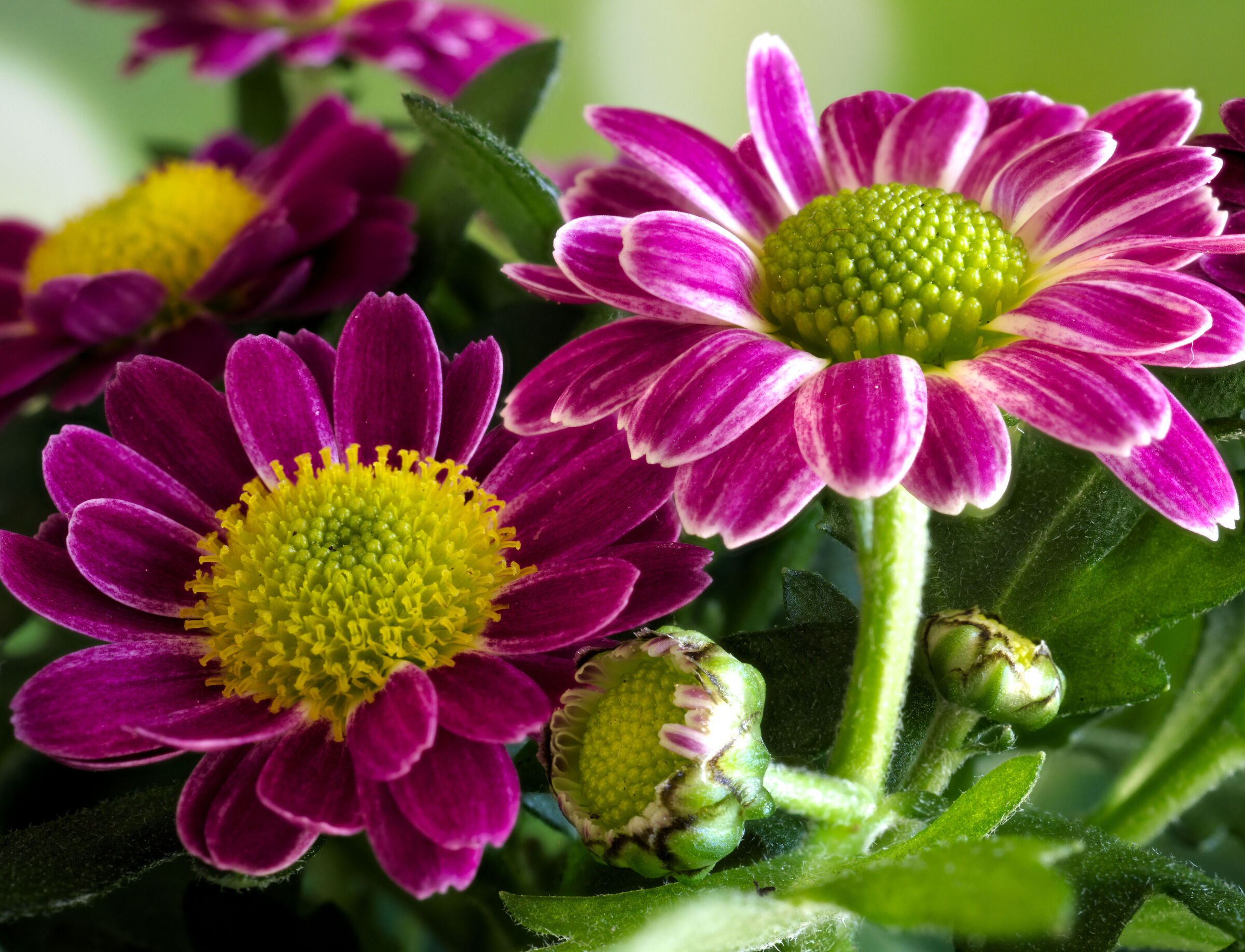 fiore 2