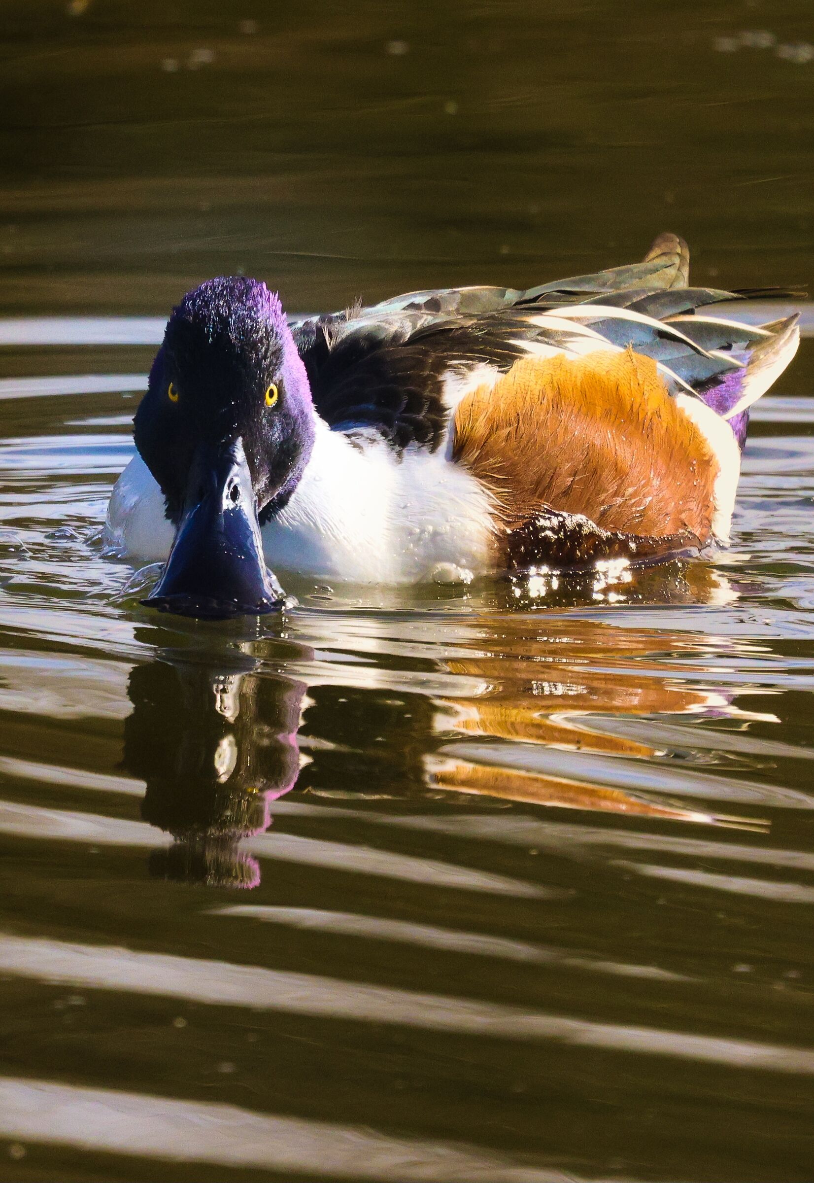 Common shoveler