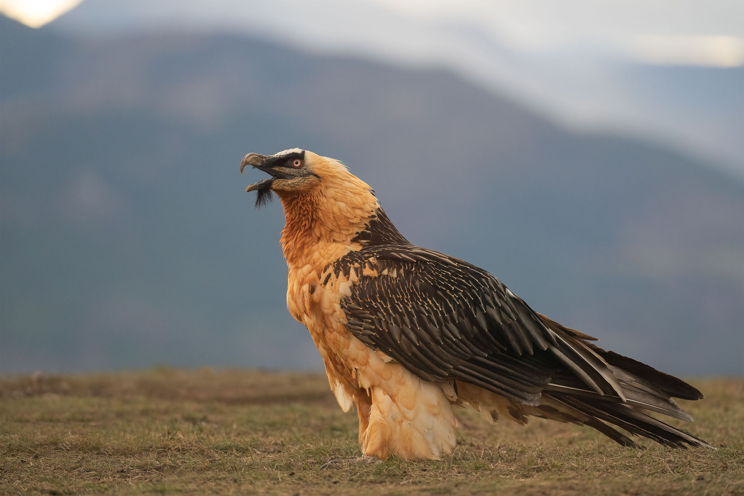 Bearded Vulture