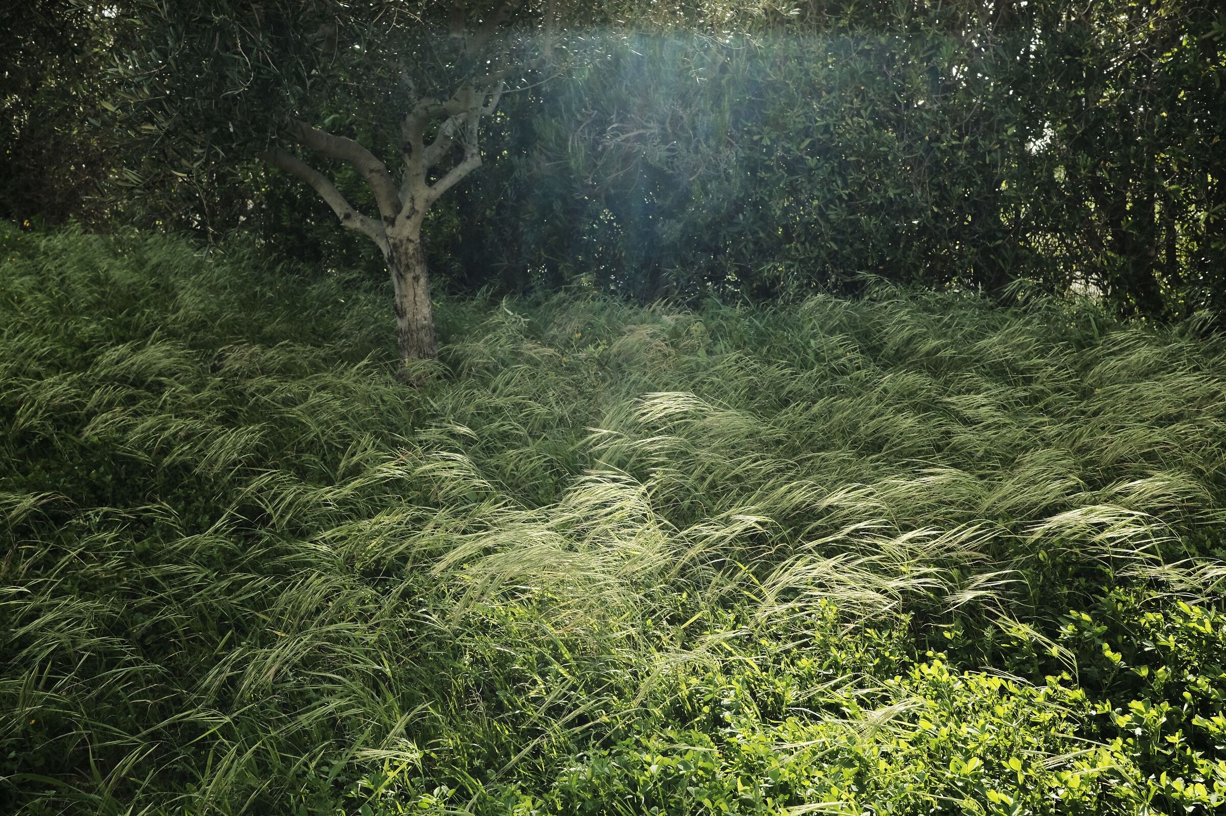 Carpet of light