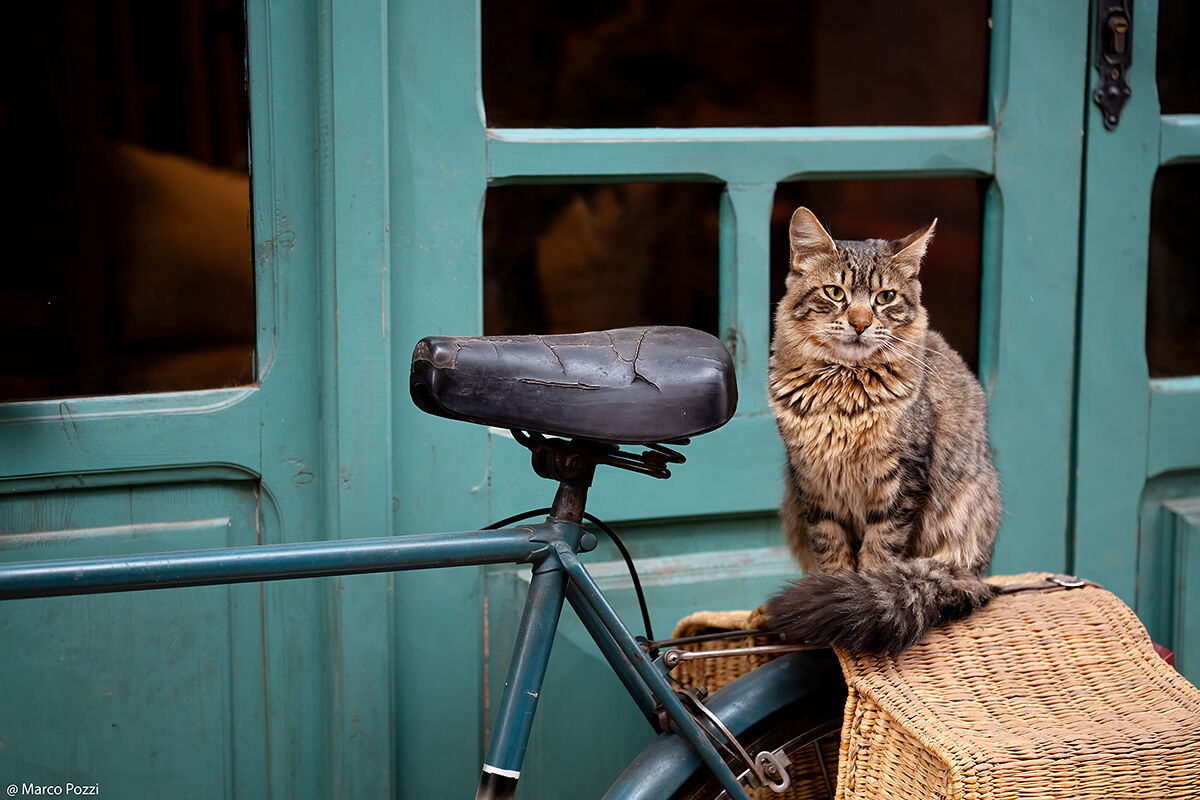 Il piccolo guardiano