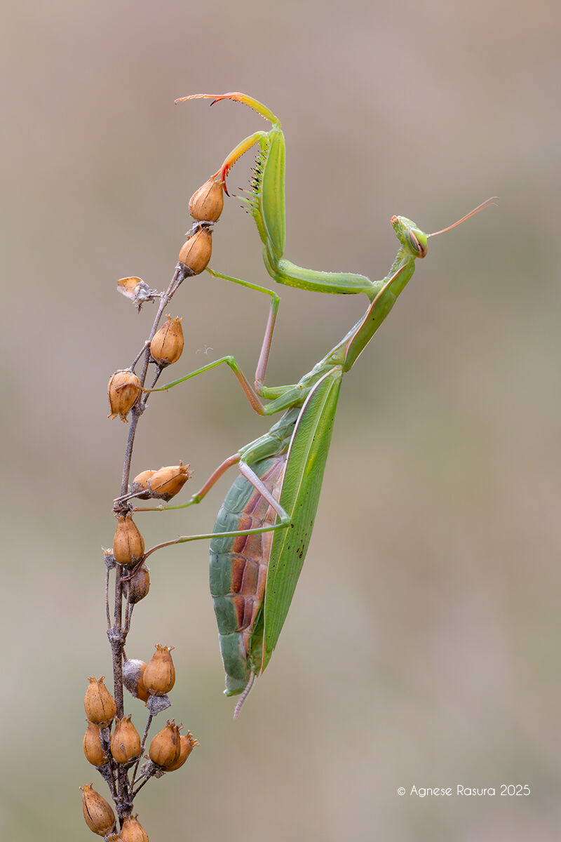 Mantis religiosa