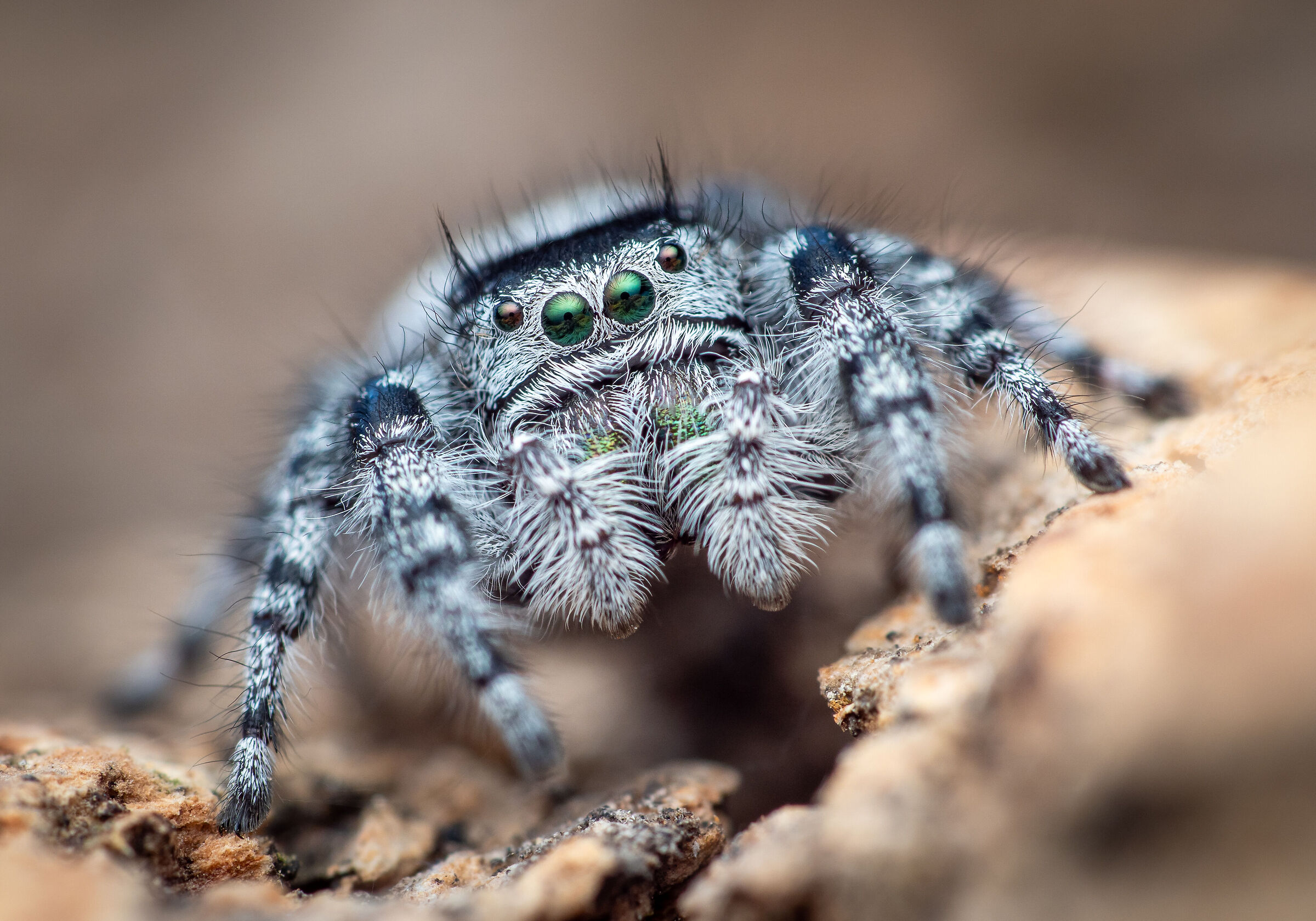 phidippus tyrell