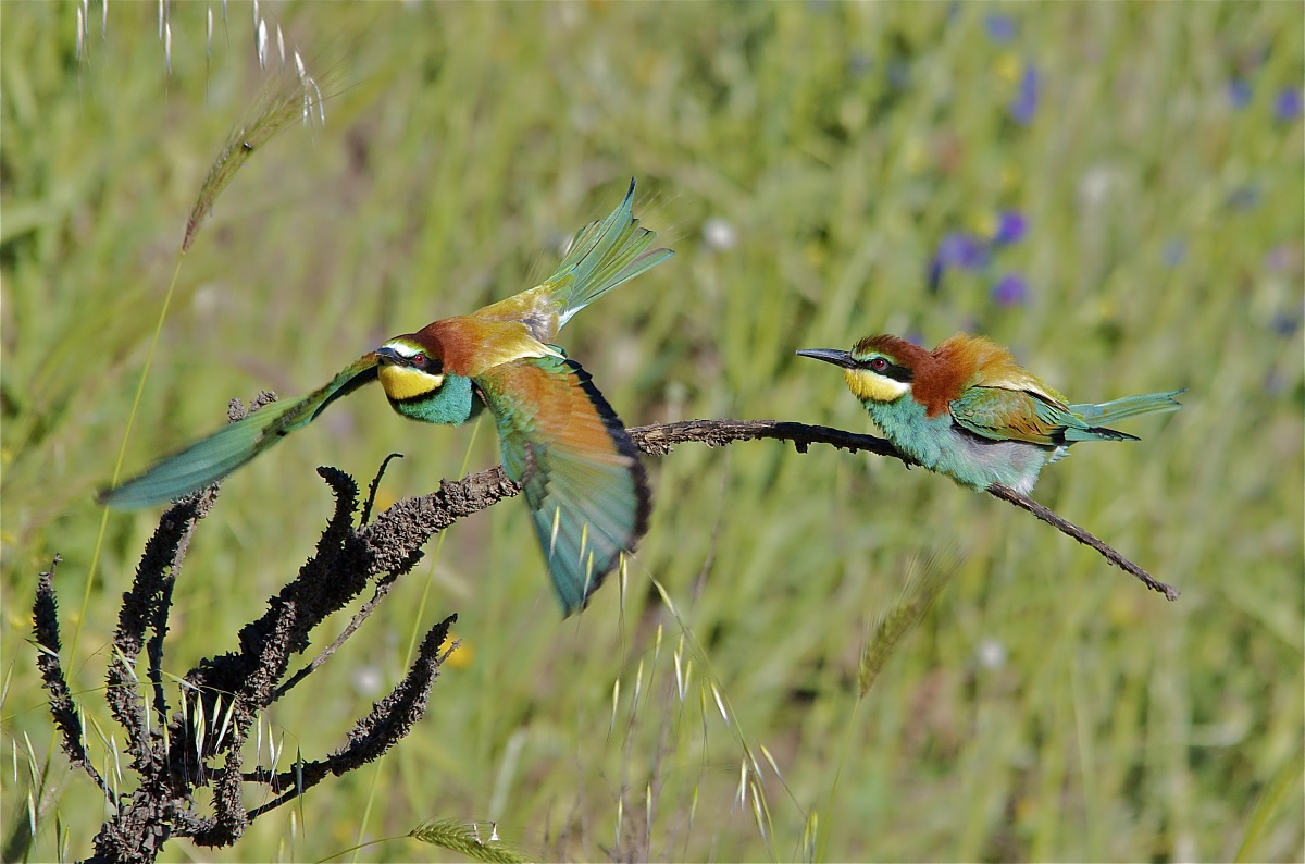 Vacci tu - Gruccioni